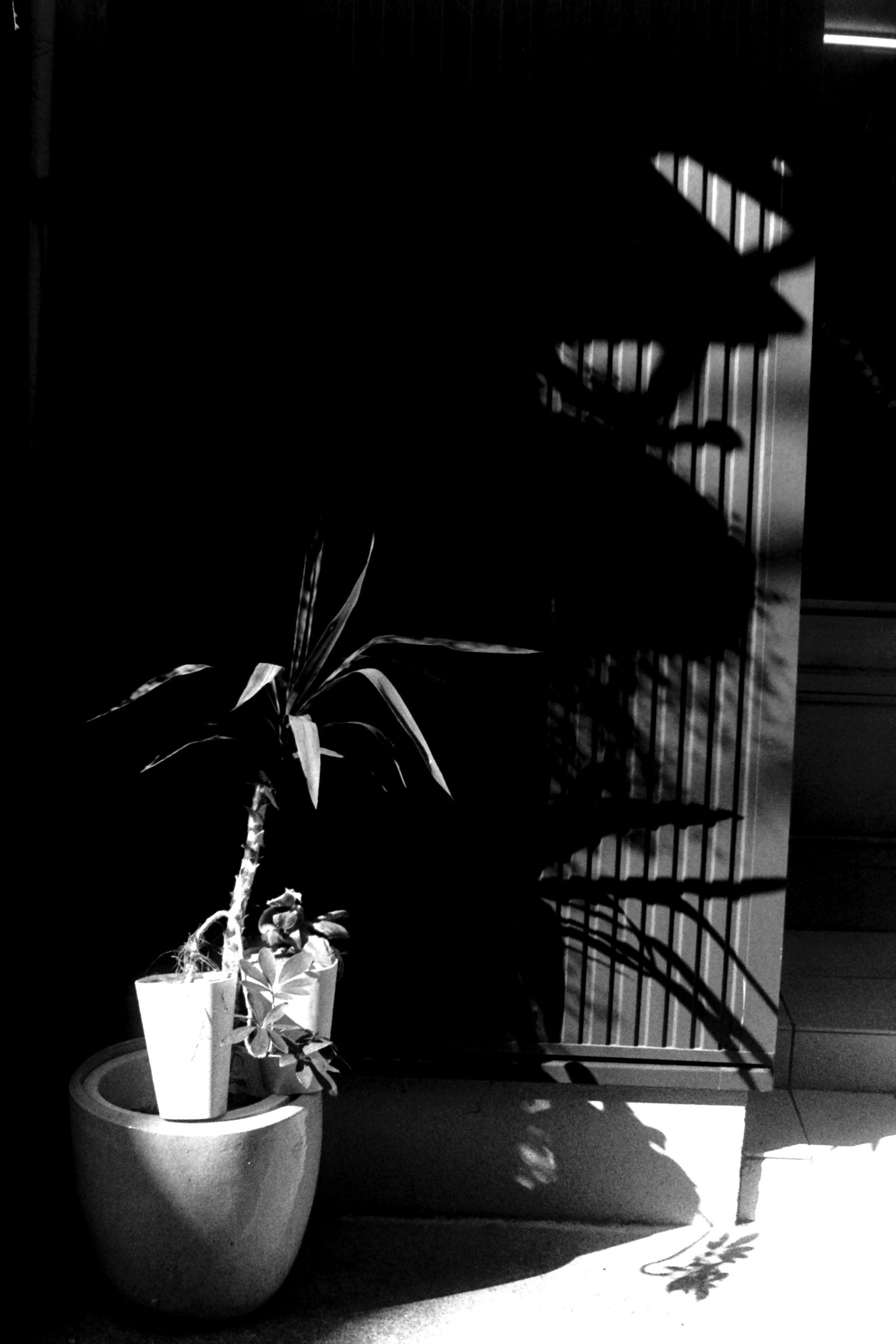 A simple interior with the shadow of a plant in black and white