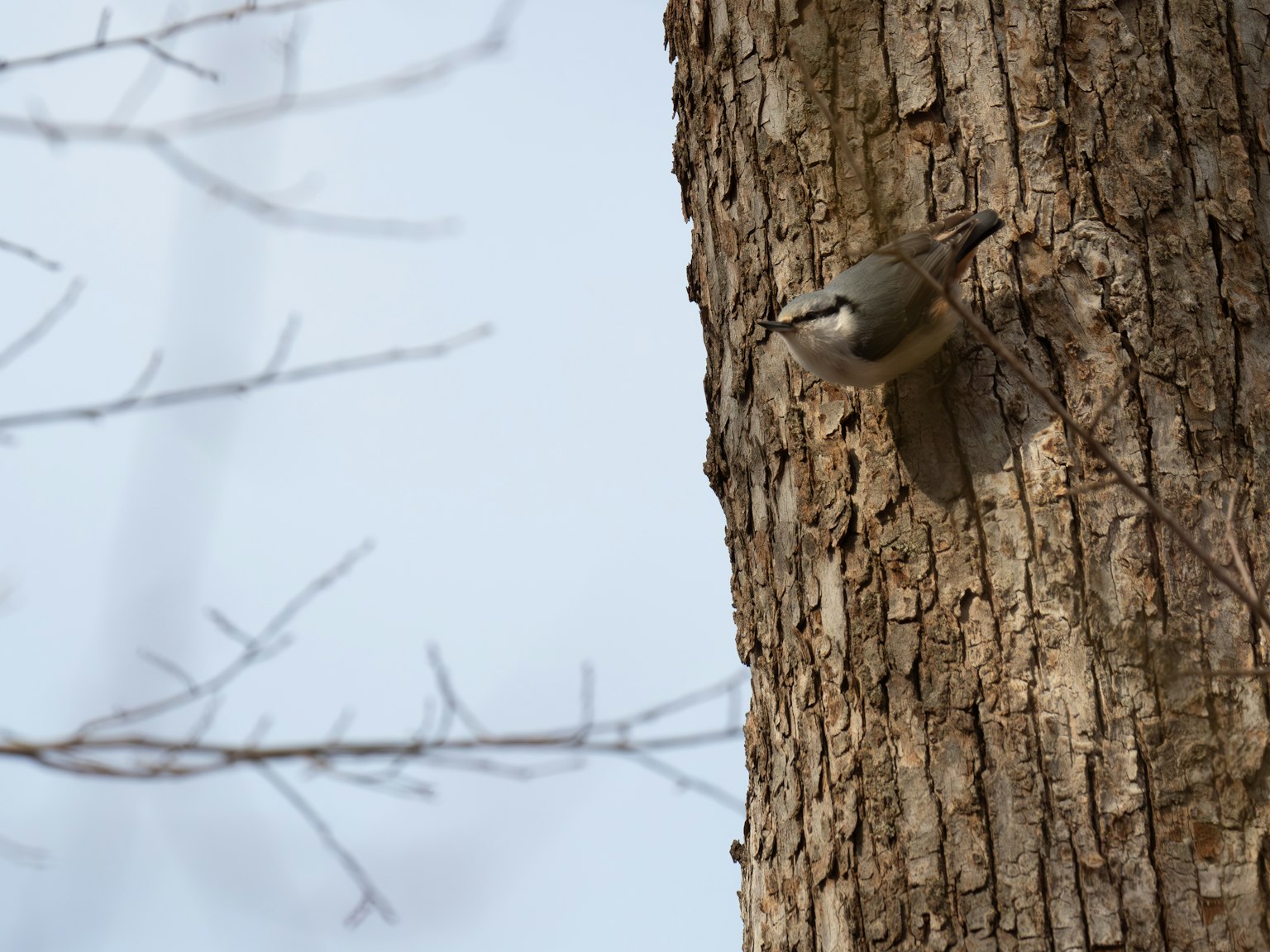A small bird perched on the trunk of a tree