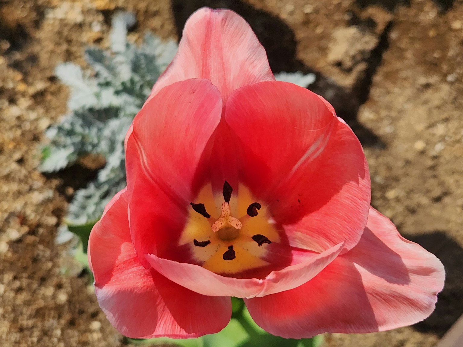 Hoa tulip màu hồng nổi bật
