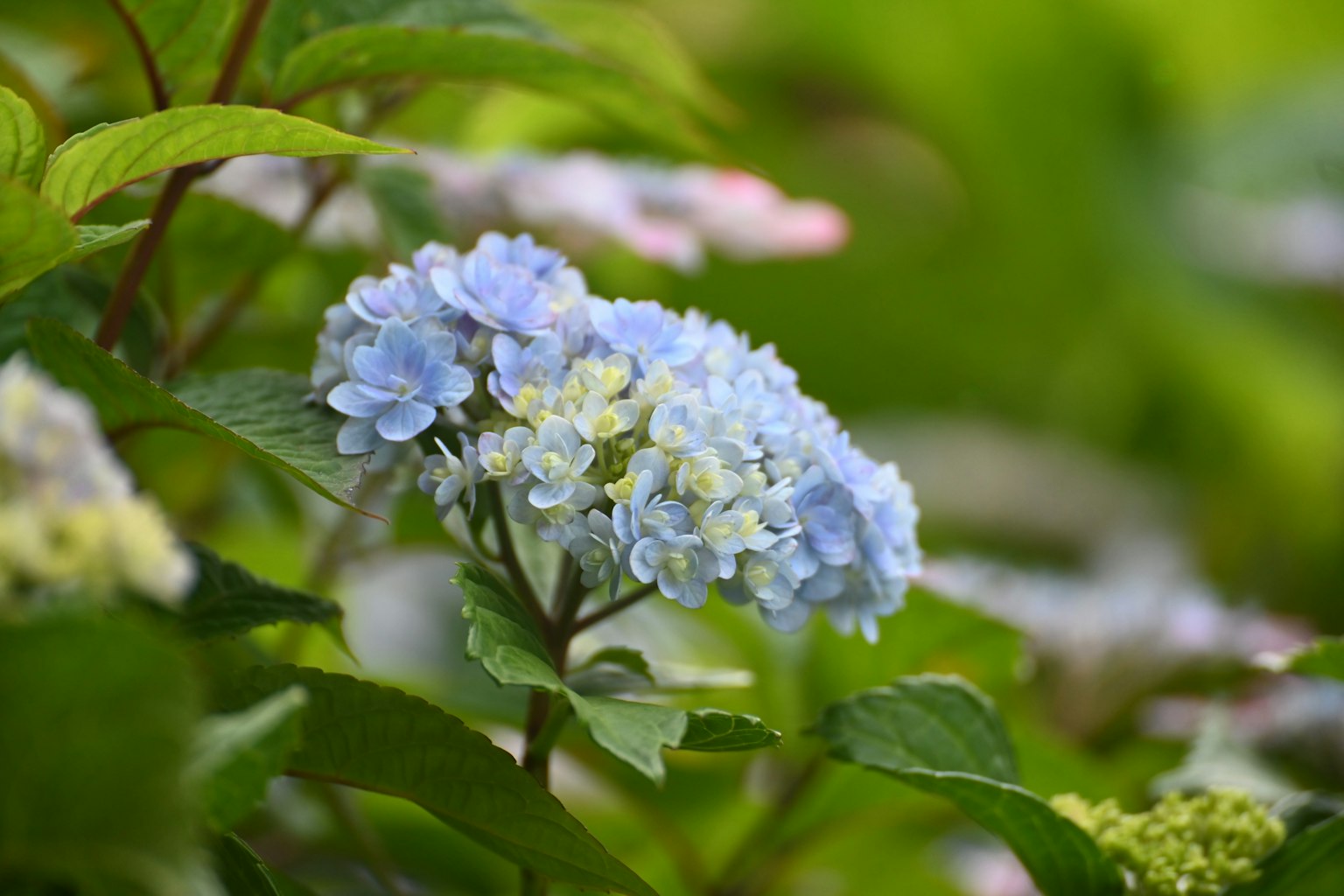 Flores de hortensia azul rodeadas de hojas verdes