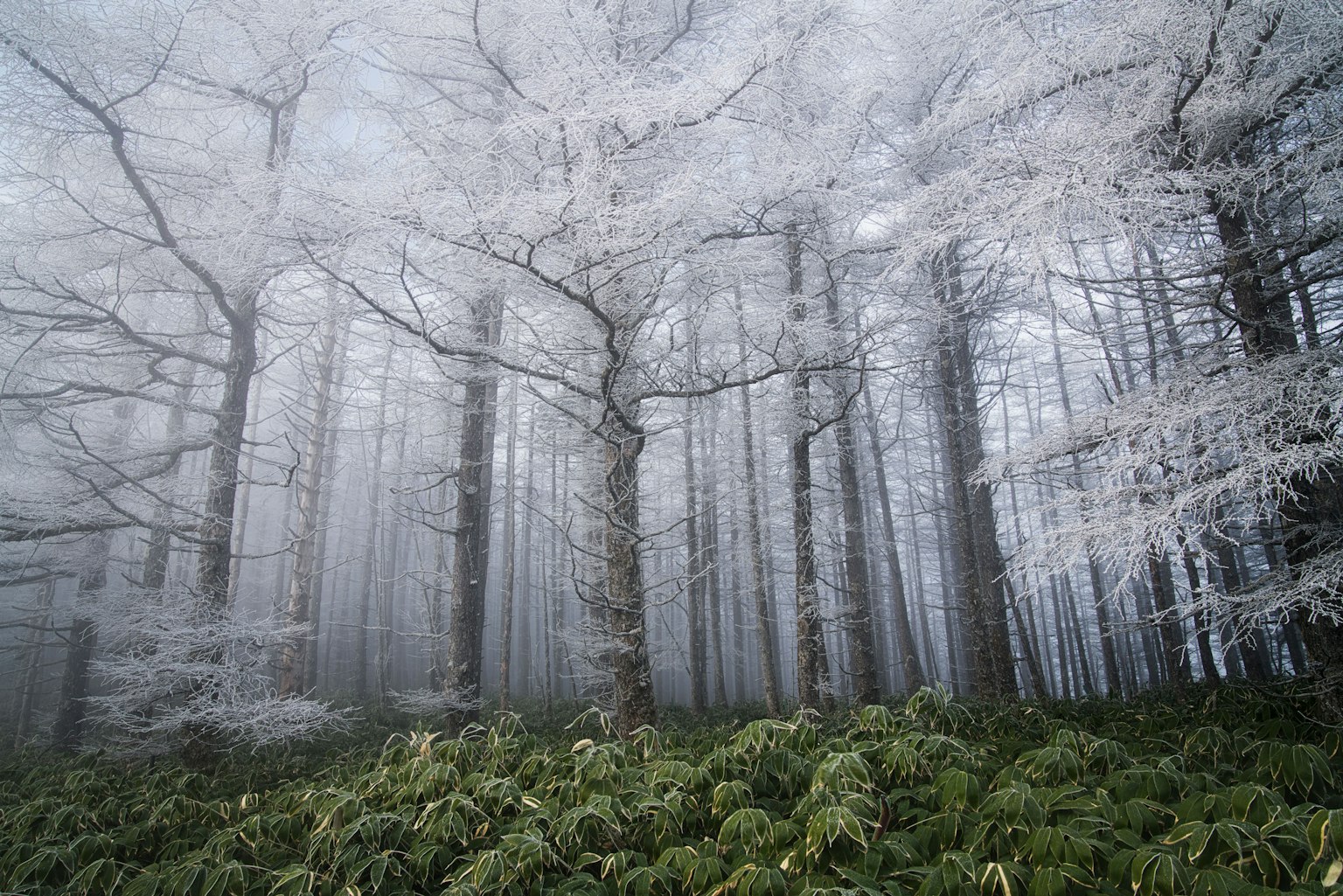 Foggy forest with white trees and green ferns