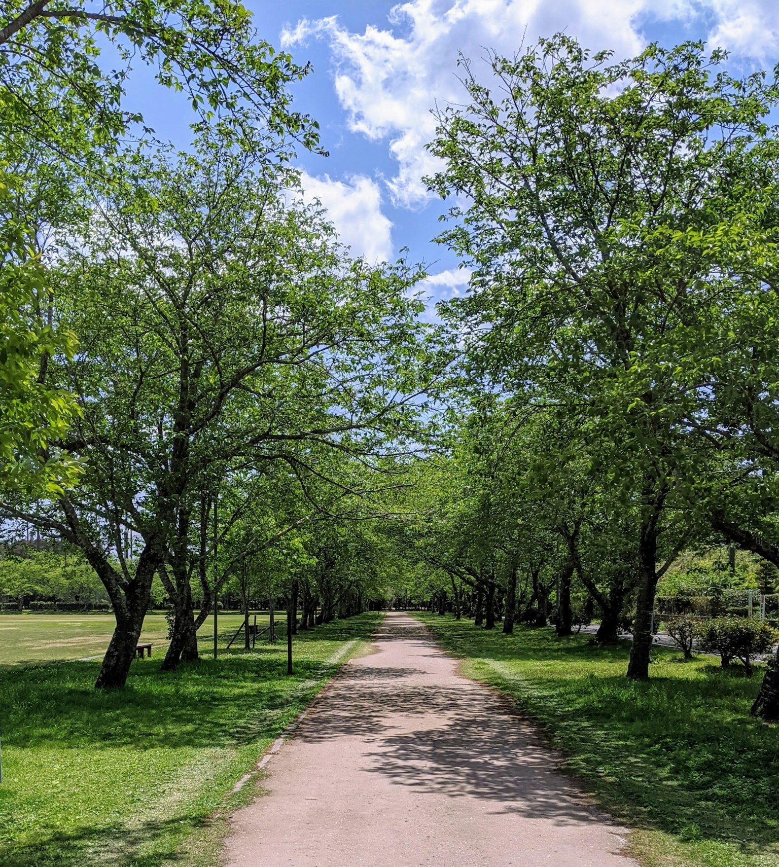 Con đường lát gạch được bao quanh bởi những cây xanh dưới bầu trời xanh