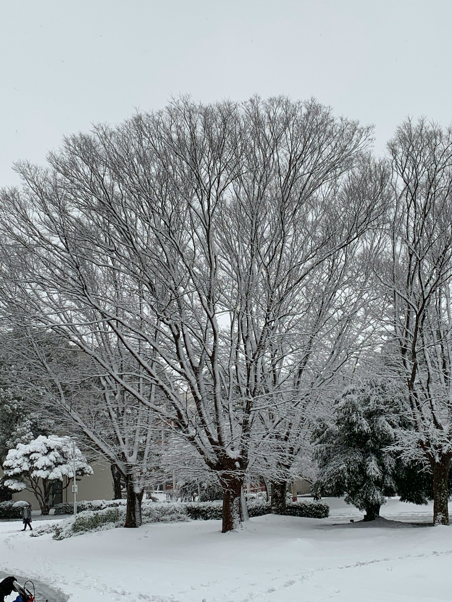 被雪覆盖的大树和冬季景观