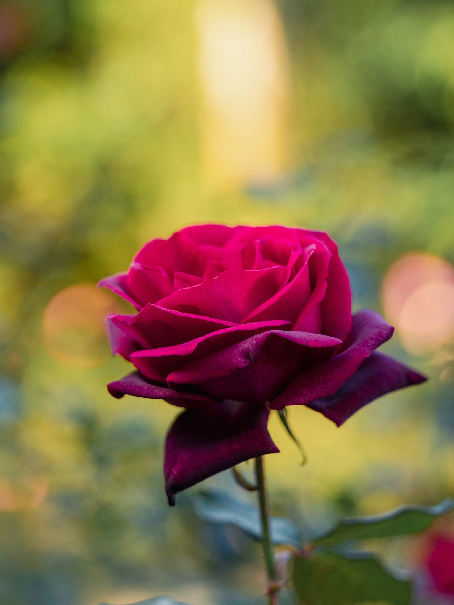 Una bella rosa rosa scuro spicca su uno sfondo verde morbido con luci sfocate