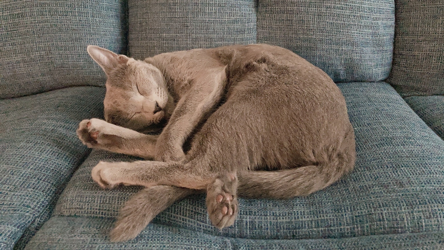Gatto grigio arrotolato che dorme su un divano