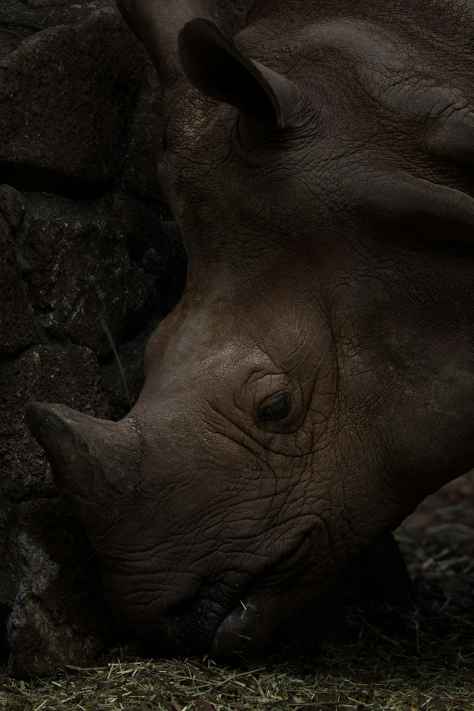 Close-up of a rhinoceros eating grass against a dark background