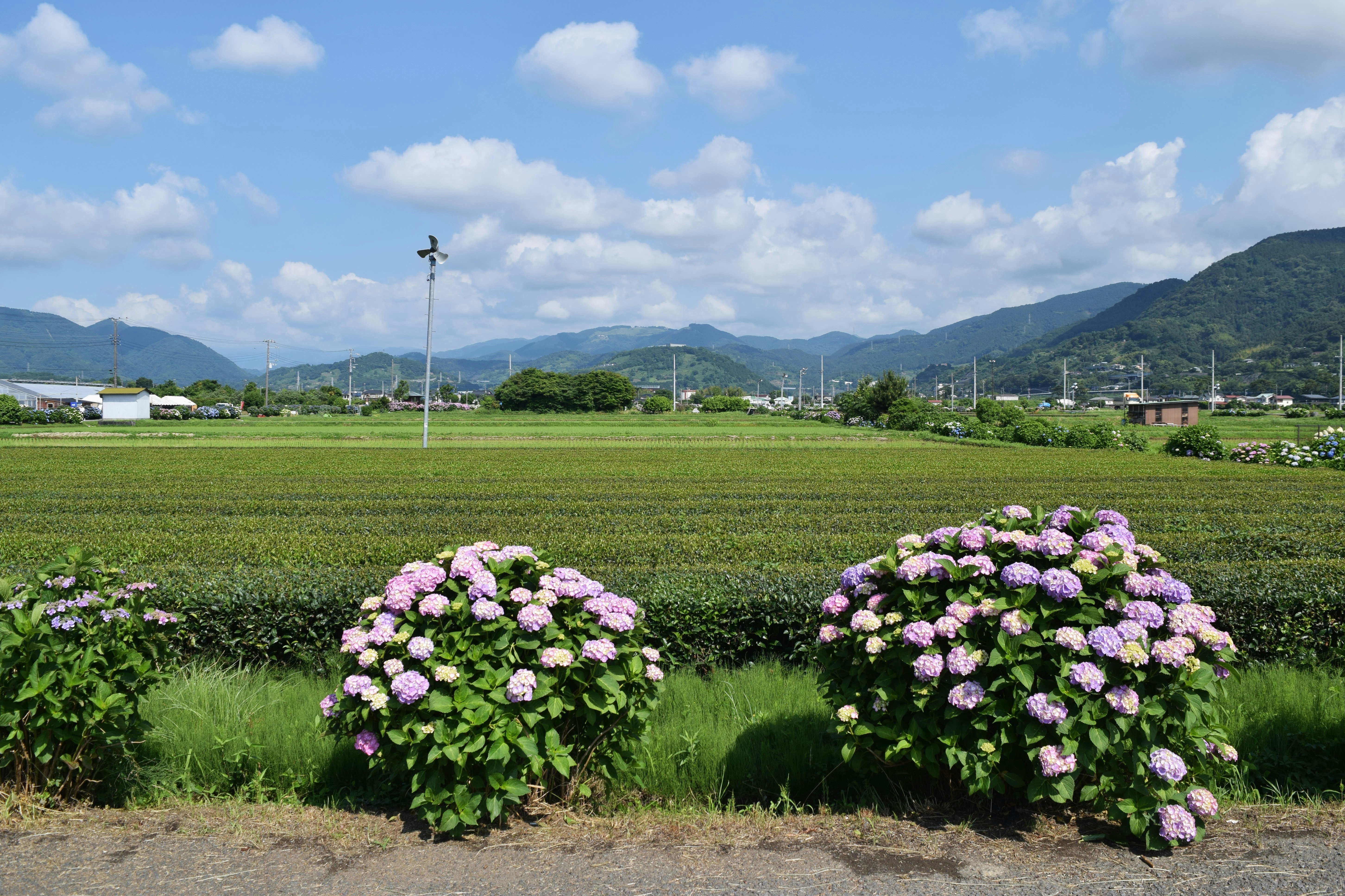 Hydrangea field in Kaisei, Kanagawa with mountain views