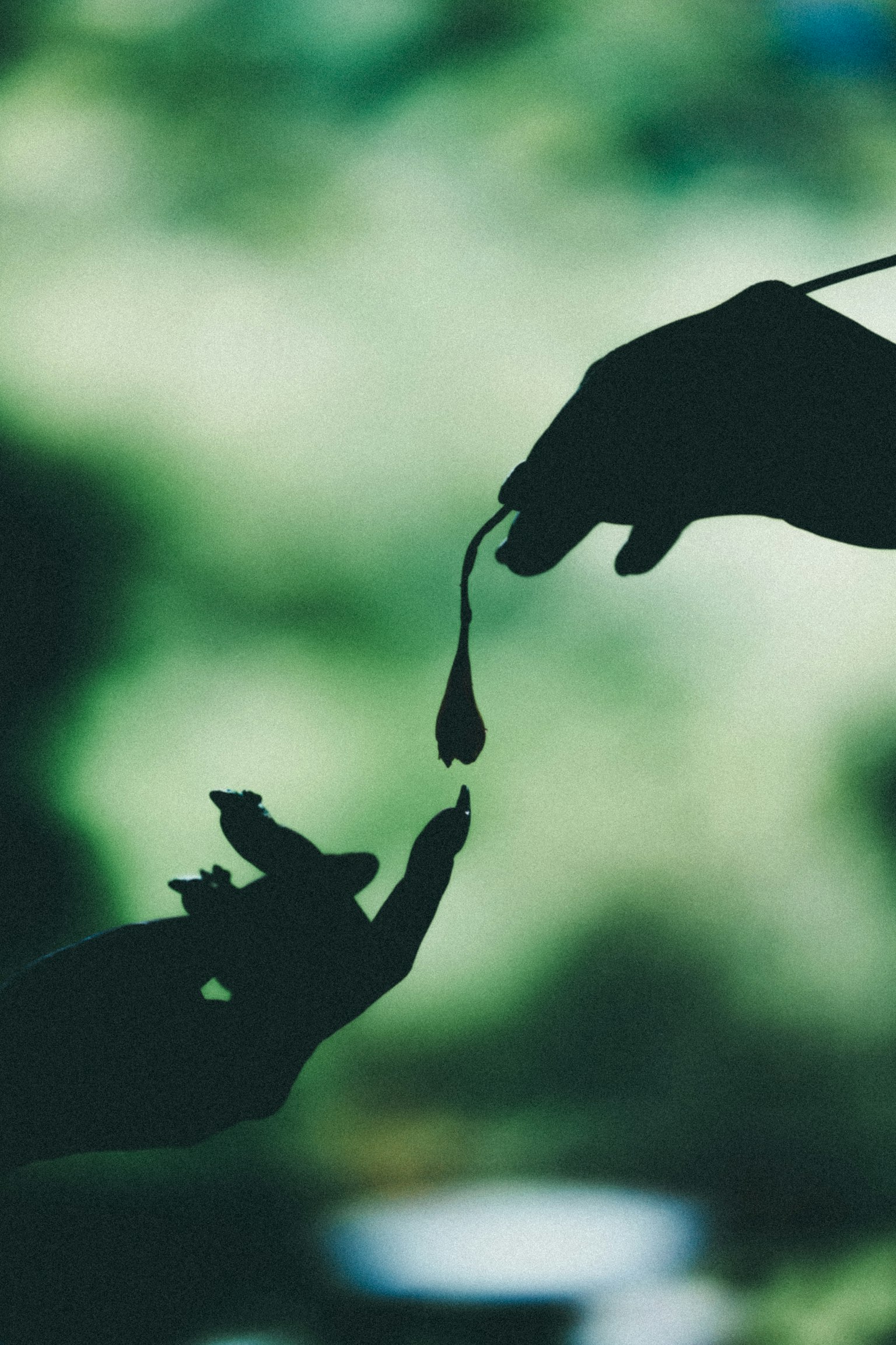 Silhouette de mains échangeant une fleur sur un fond vert flou