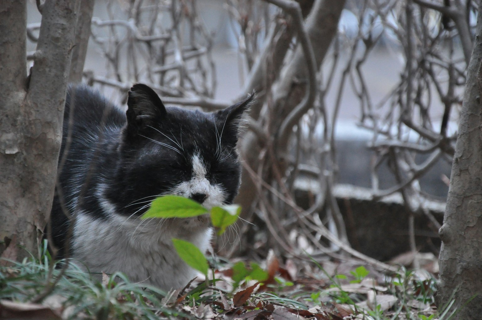 Kucing hitam dan putih memegang daun di semak
