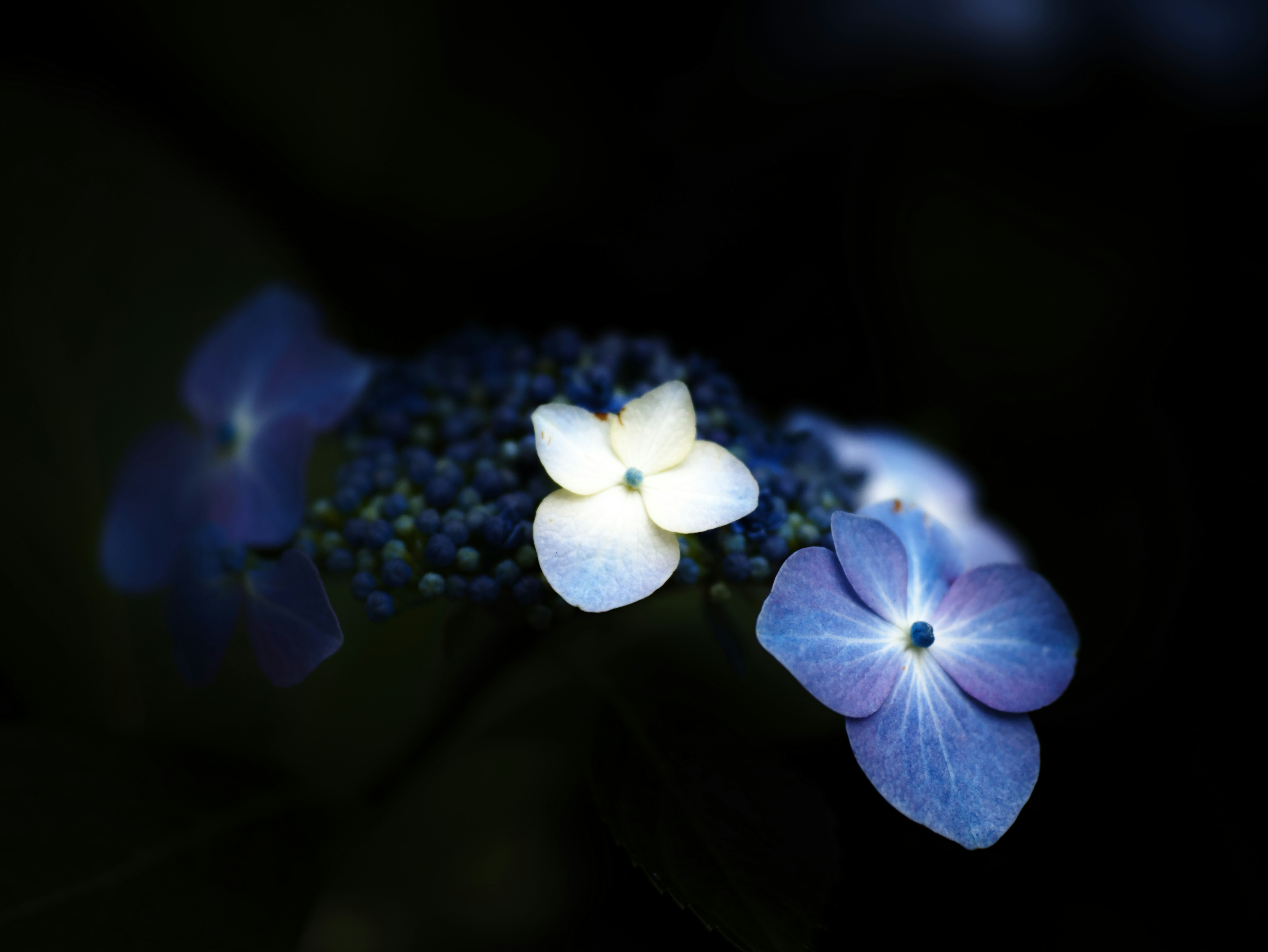 青い花と小さな花びらのある静かな花のクローズアップ