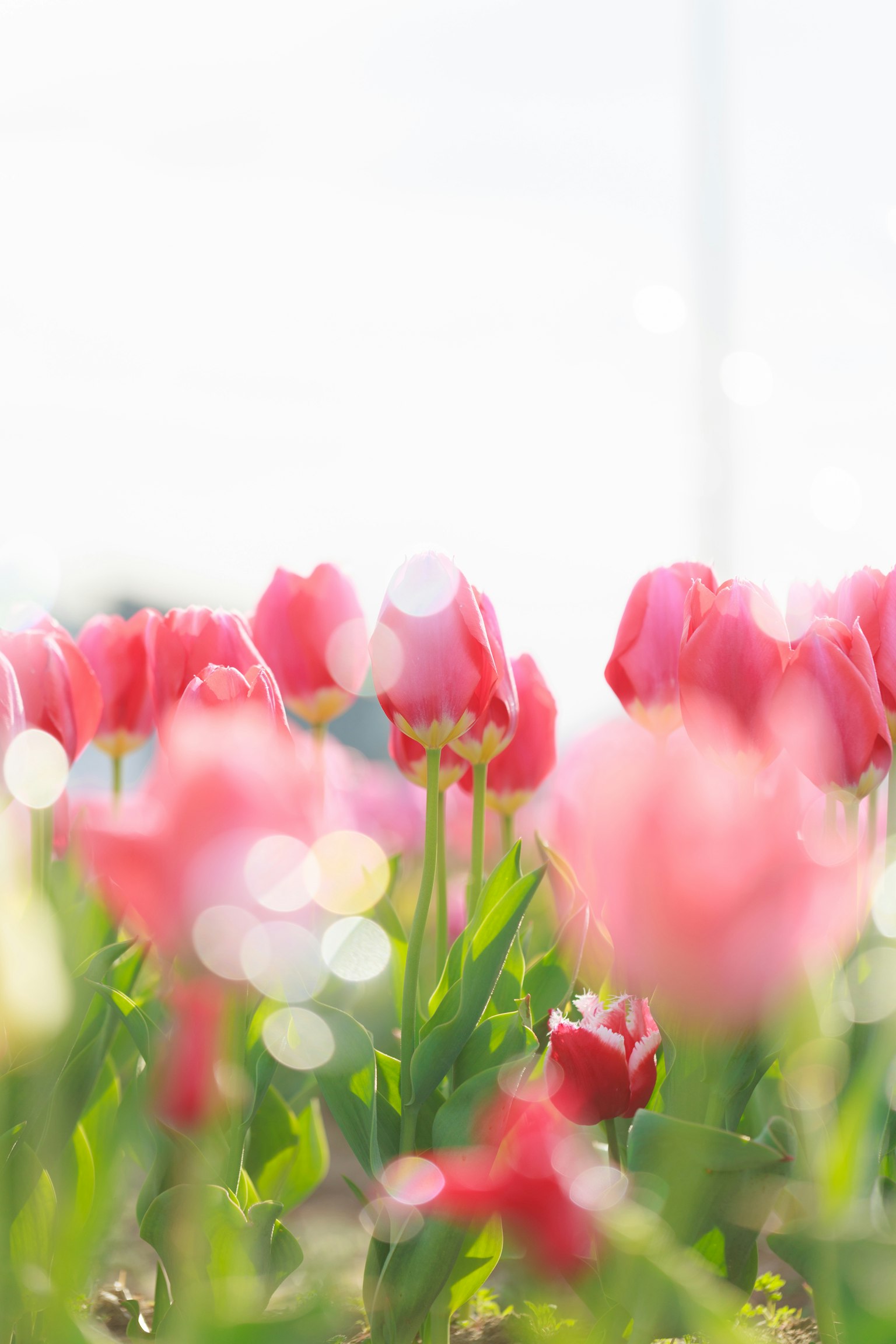 Ladang tulip merah muda dengan latar belakang kabur