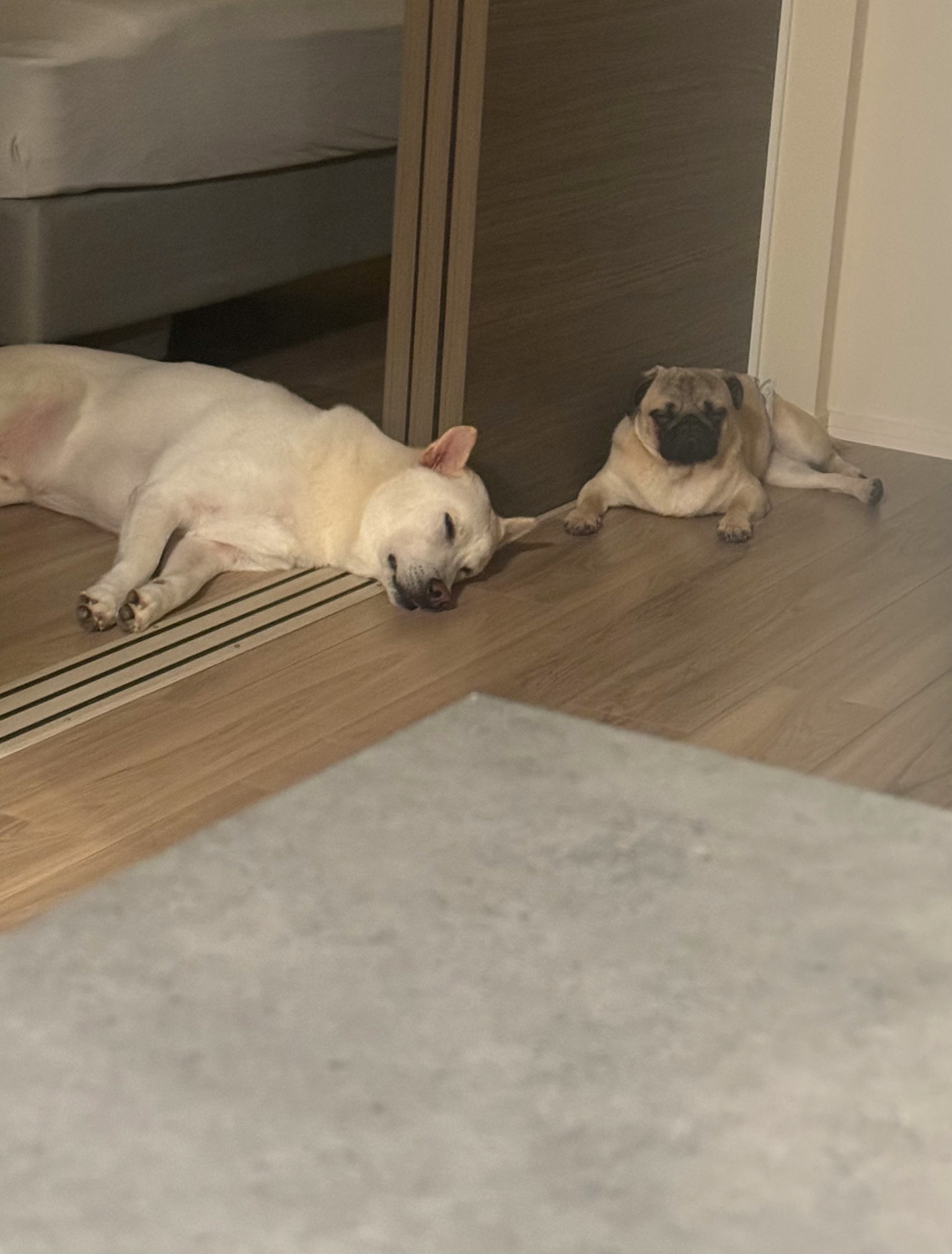 Un cane bianco e un pug che dormono sul pavimento
