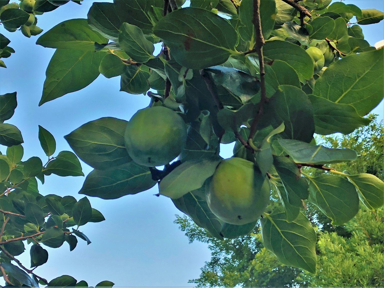 Grüne Äpfel hängen zwischen den Blättern eines Baumes
