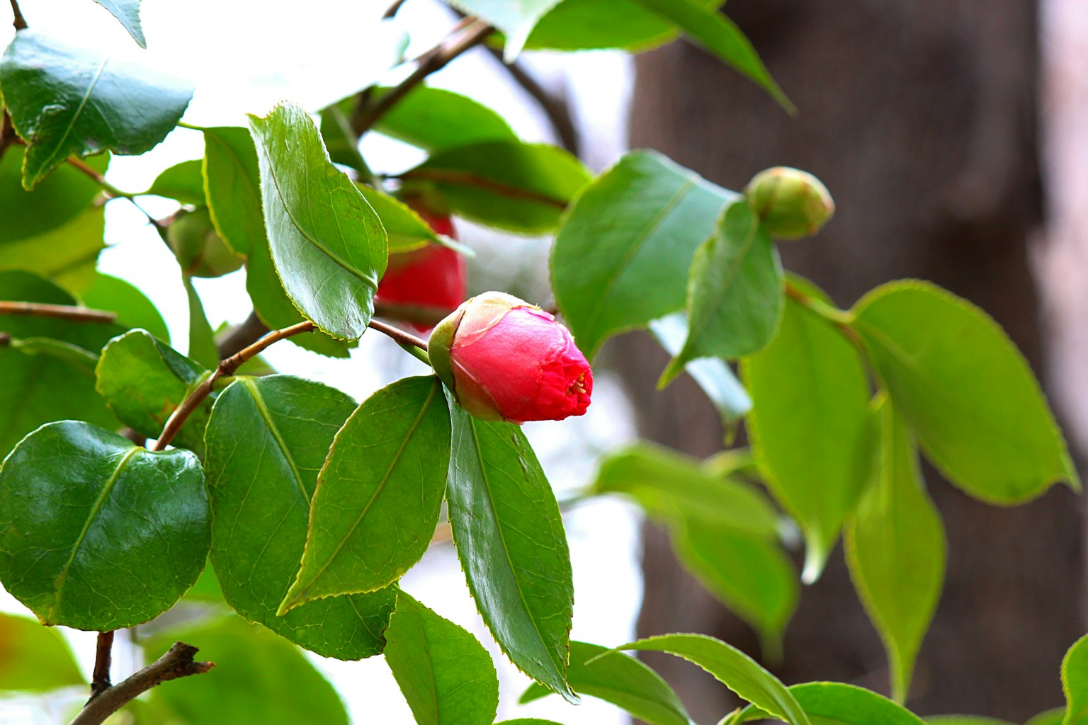 Buds de camelia rodeados de hojas verdes