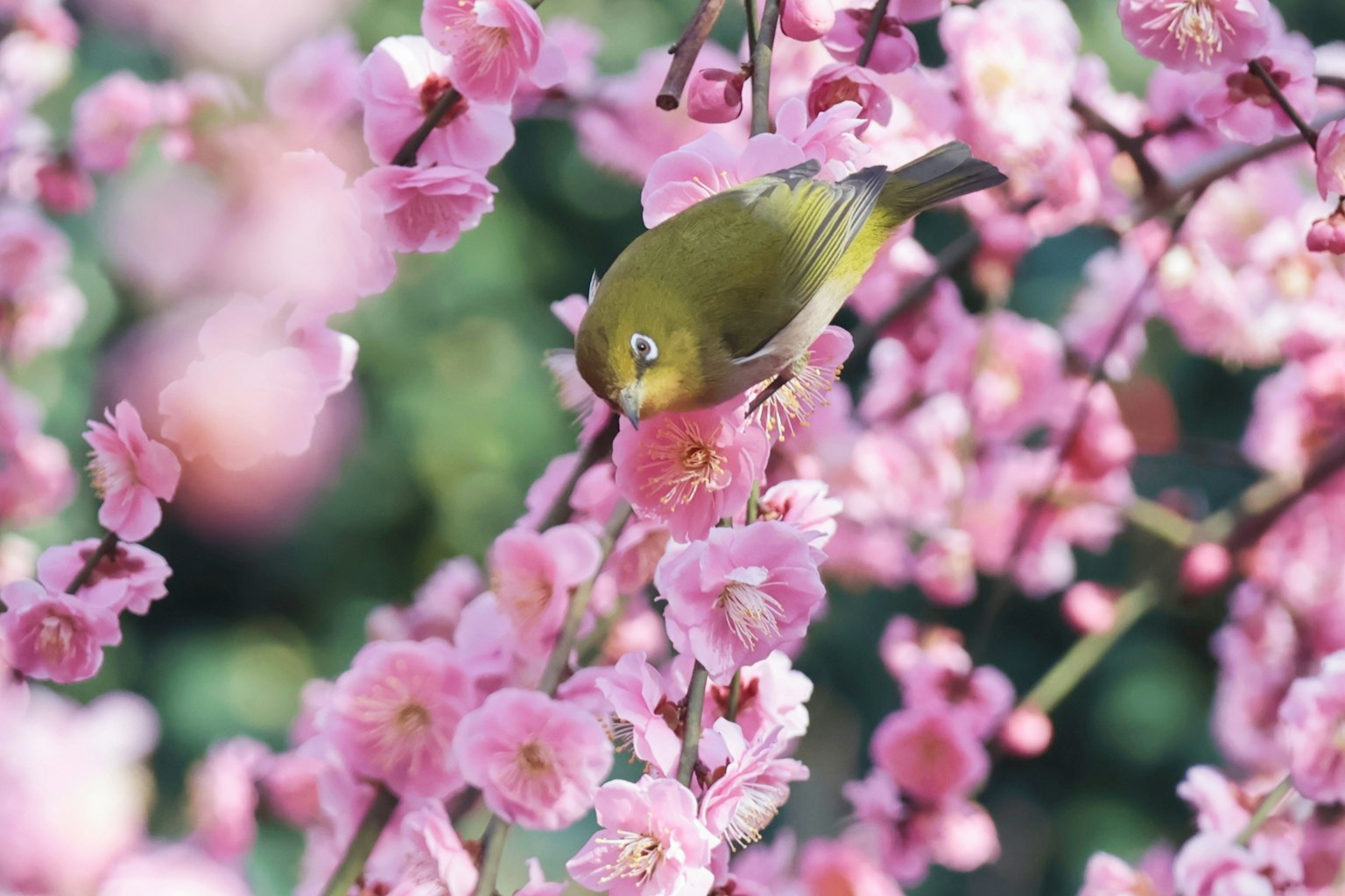 Seekor burung hijau kecil yang sedang memberi makan pada bunga pink