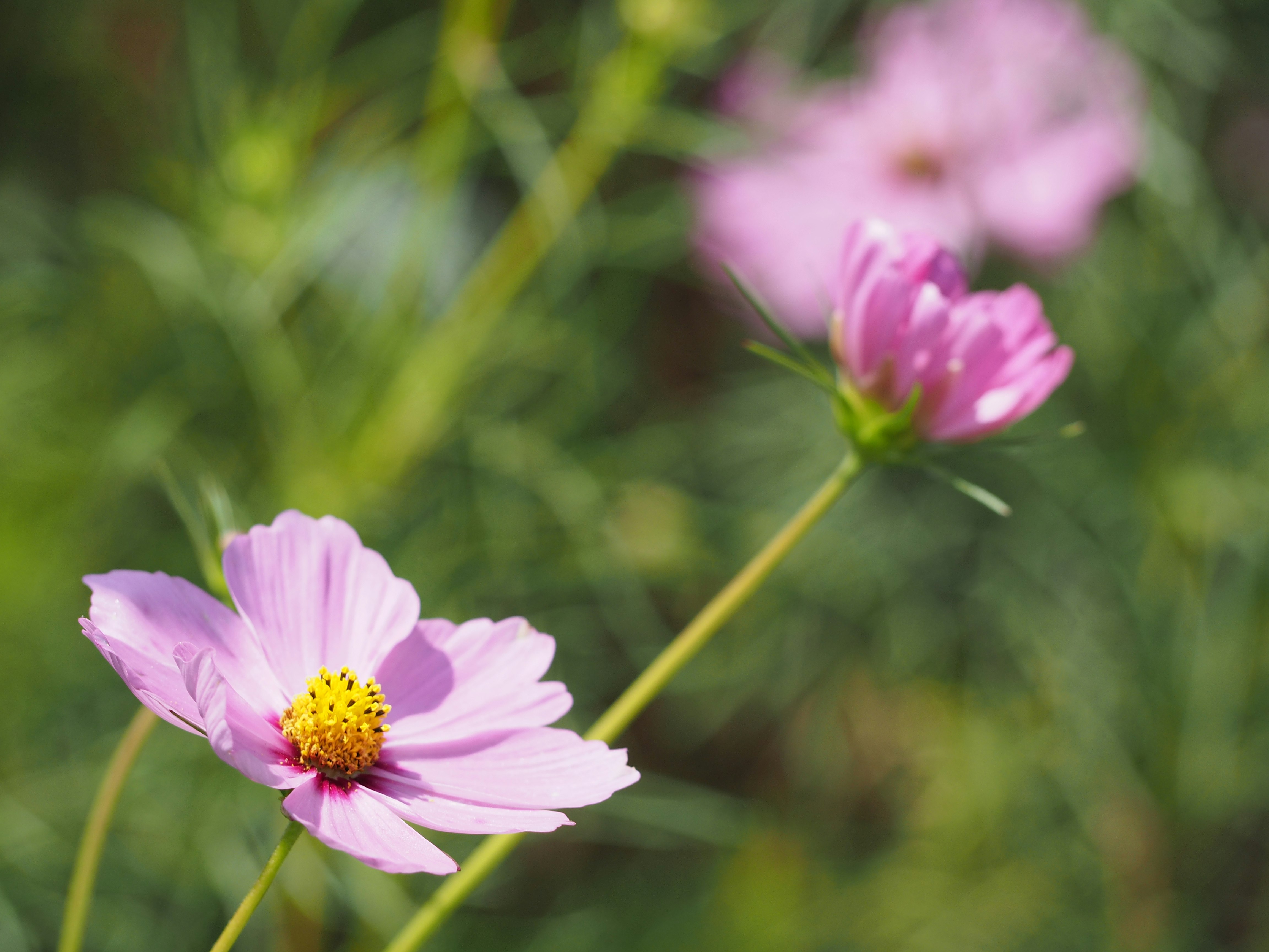 Flor de cosmos rosa con fondo de hierba desenfocado