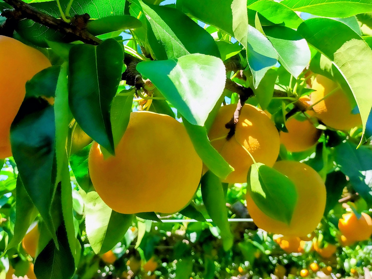 Orangen hängen an grünen Blättern in einem Obstgarten