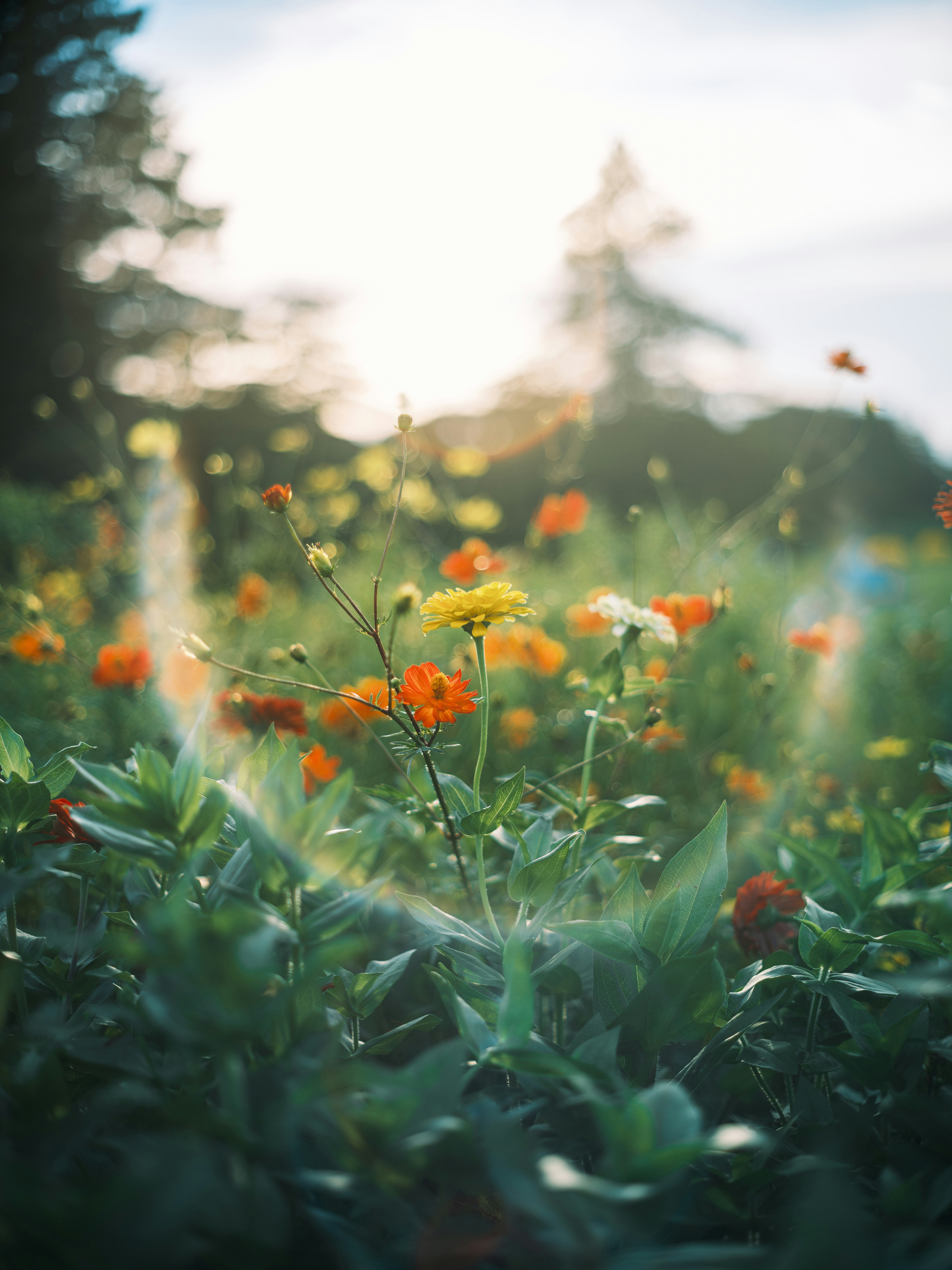 wilde Blumen, die sich in einem Sonnenuntergang-Blumenfeld wiegen