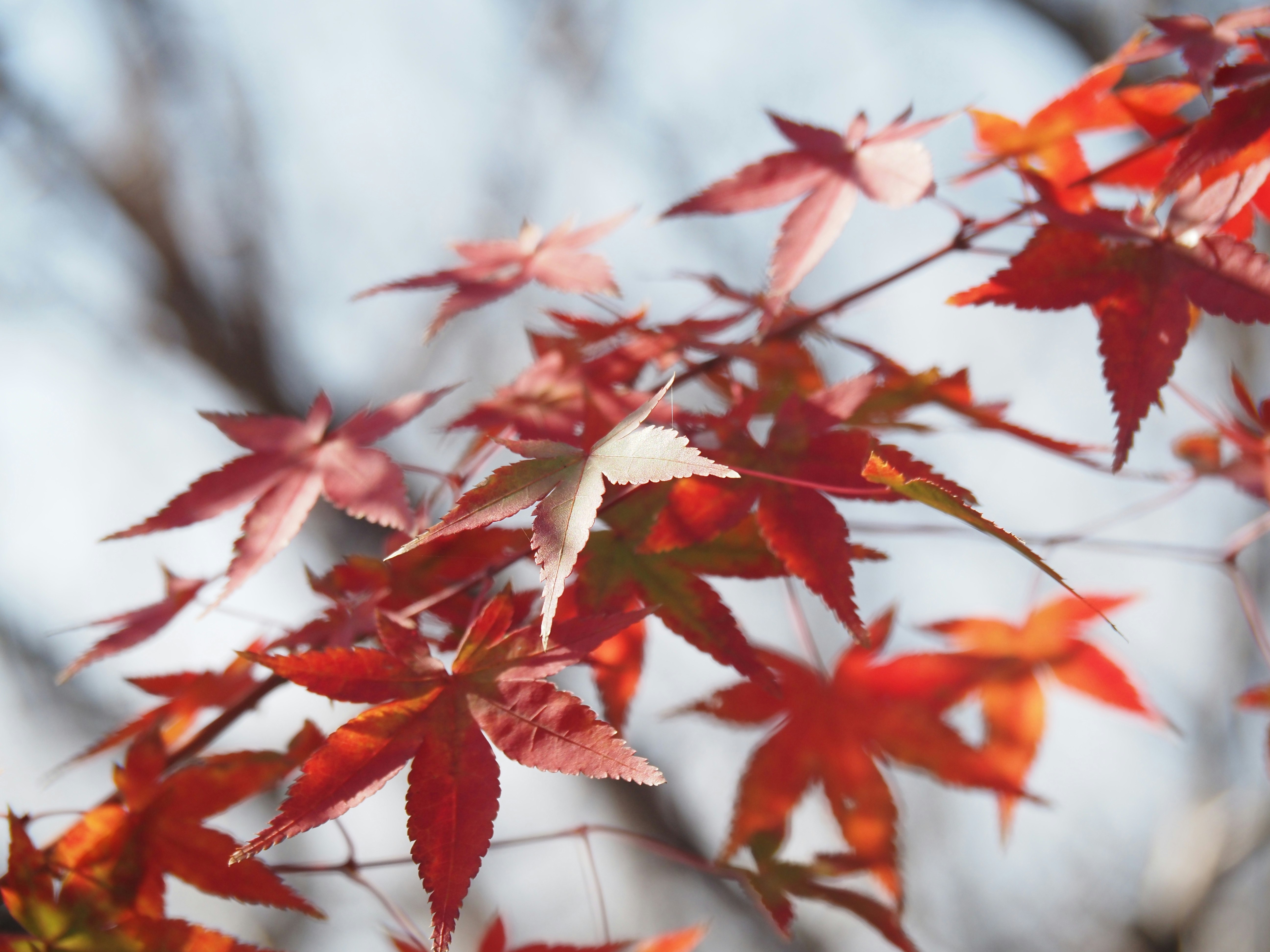 Herbstliche Ahornblätter an Zweigen mit weichem Bokeh-Hintergrund