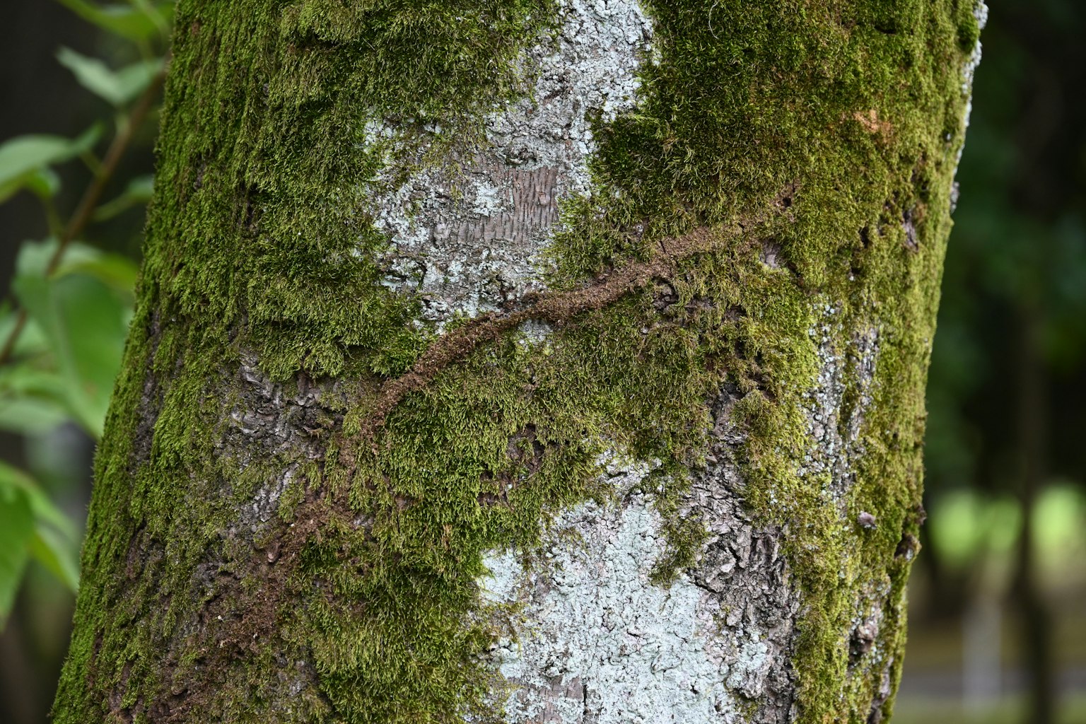 Detaillierte Textur von Moos auf einem Baumstamm