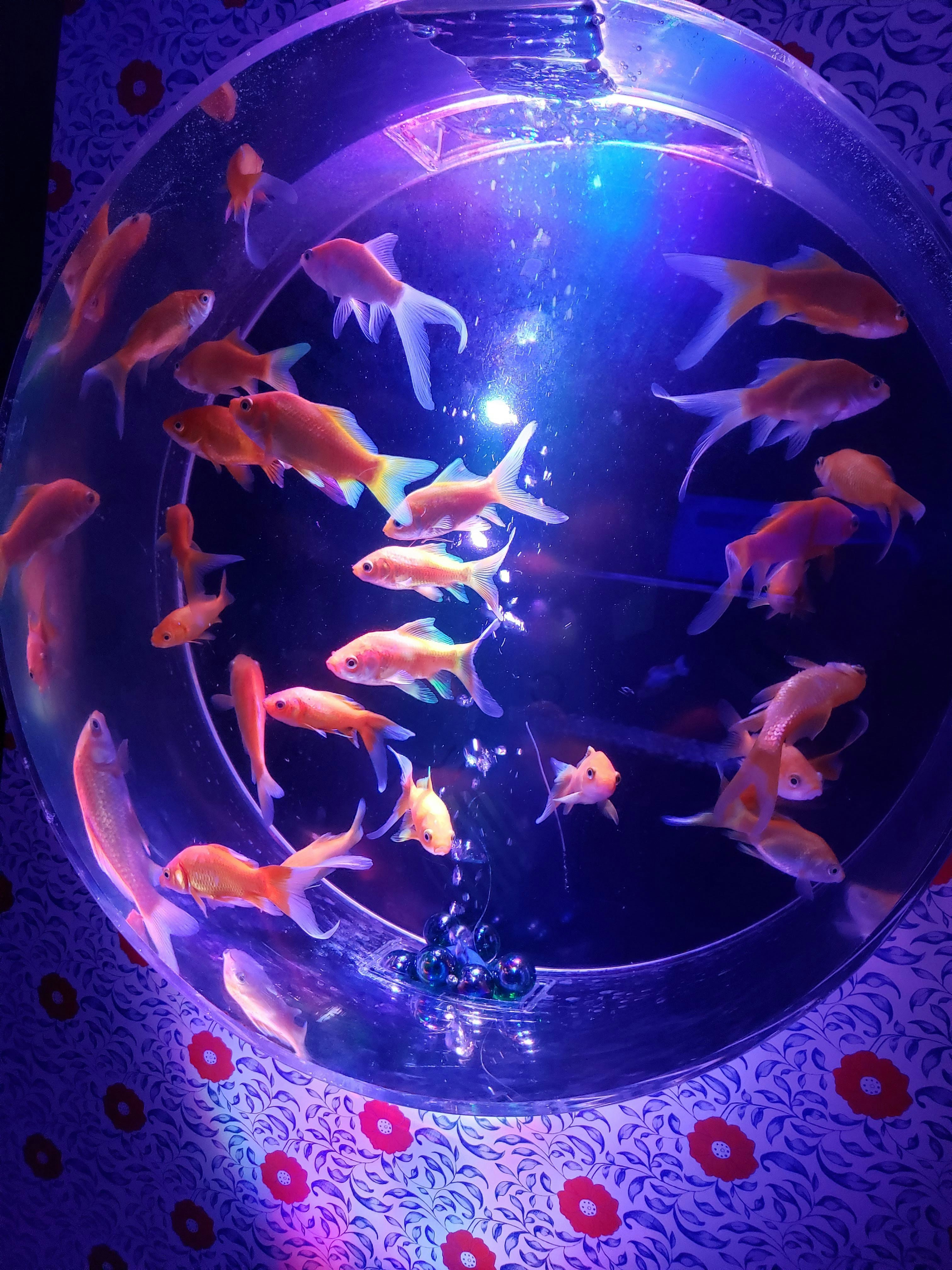 蓝紫色水族箱里游动的金鱼