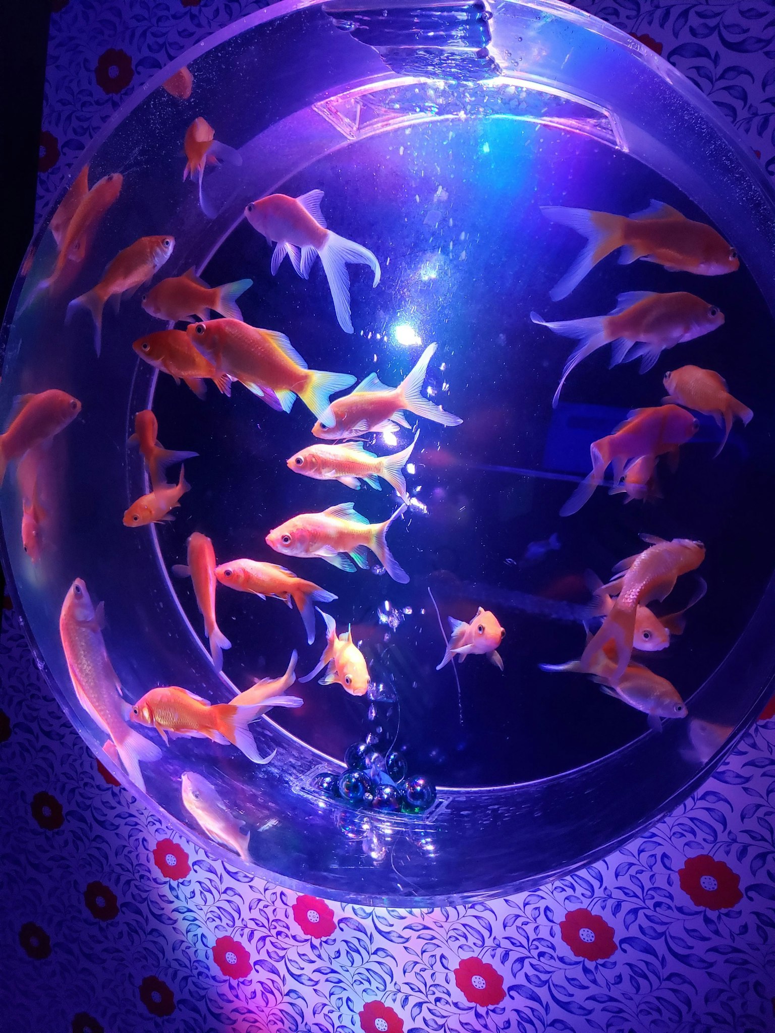 在蓝光照射下游动的金鱼群，圆形水族箱