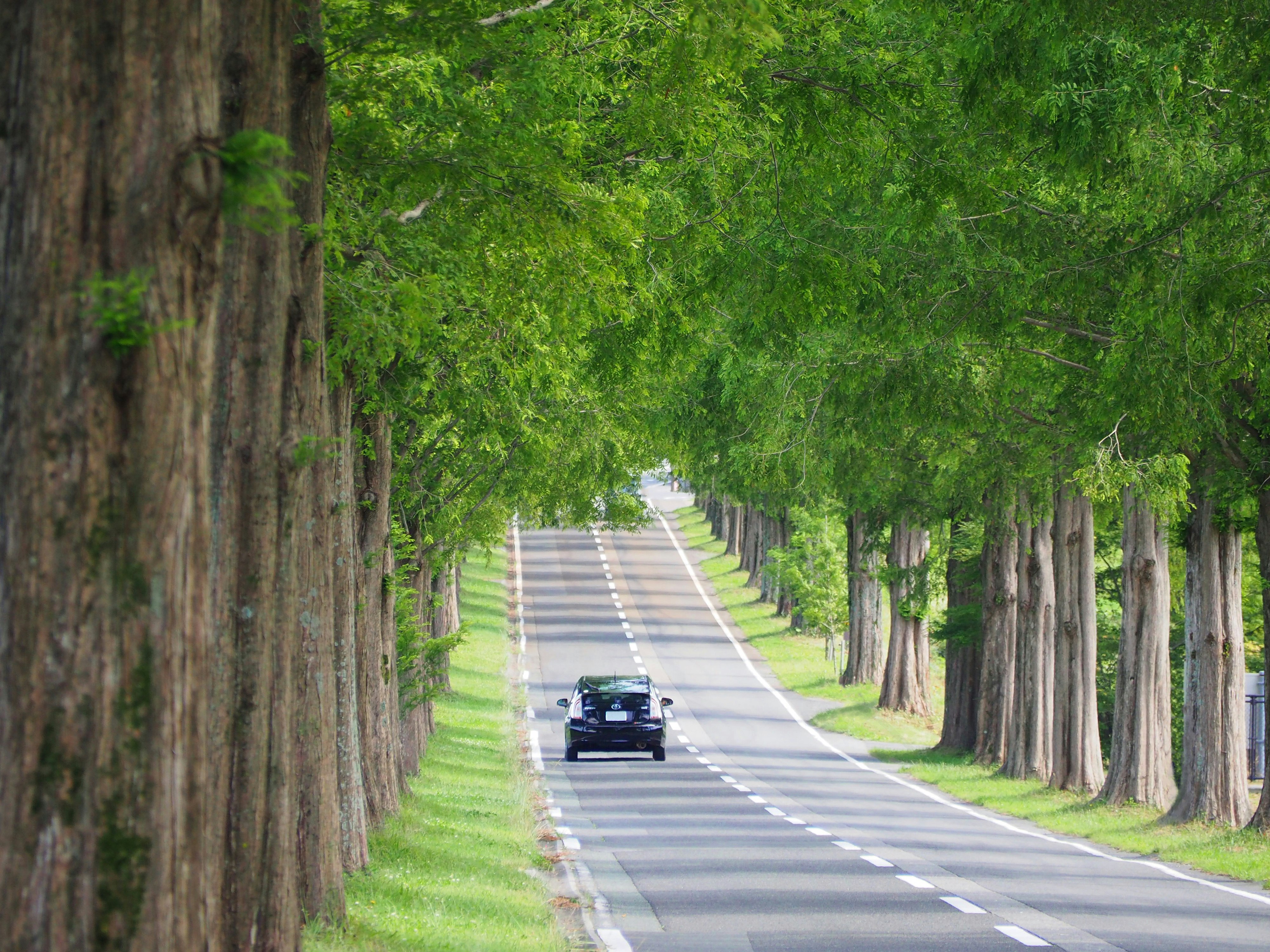 並木道を走る車と緑の並木
