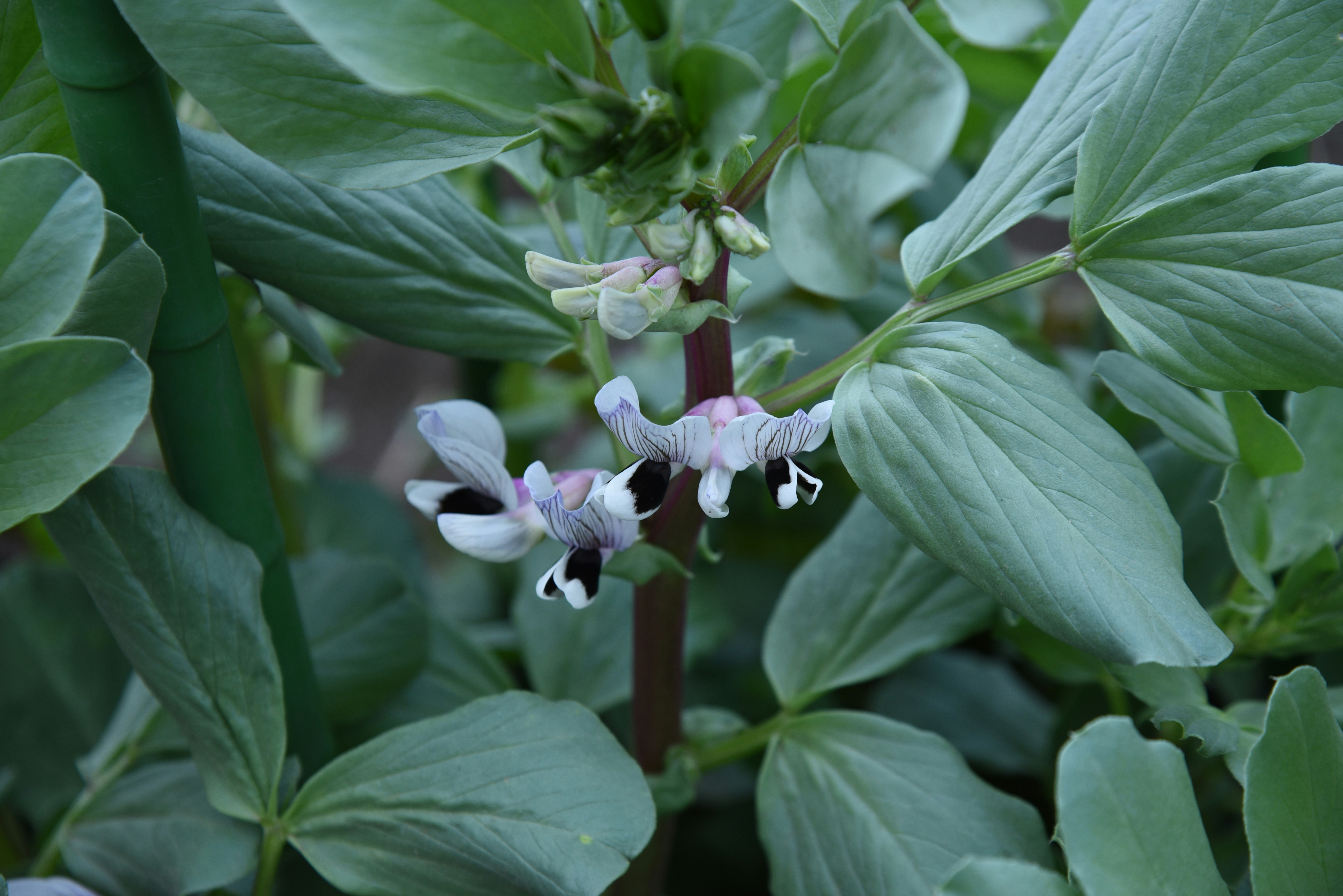 そら豆の花が咲く家庭菜園の枝先