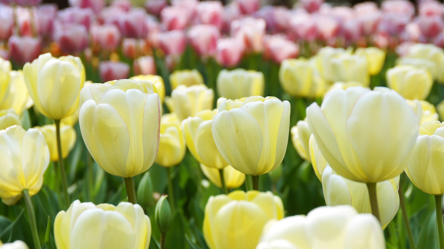 Cánh đồng tulip vàng nở hoa với tulip hồng ở phía sau