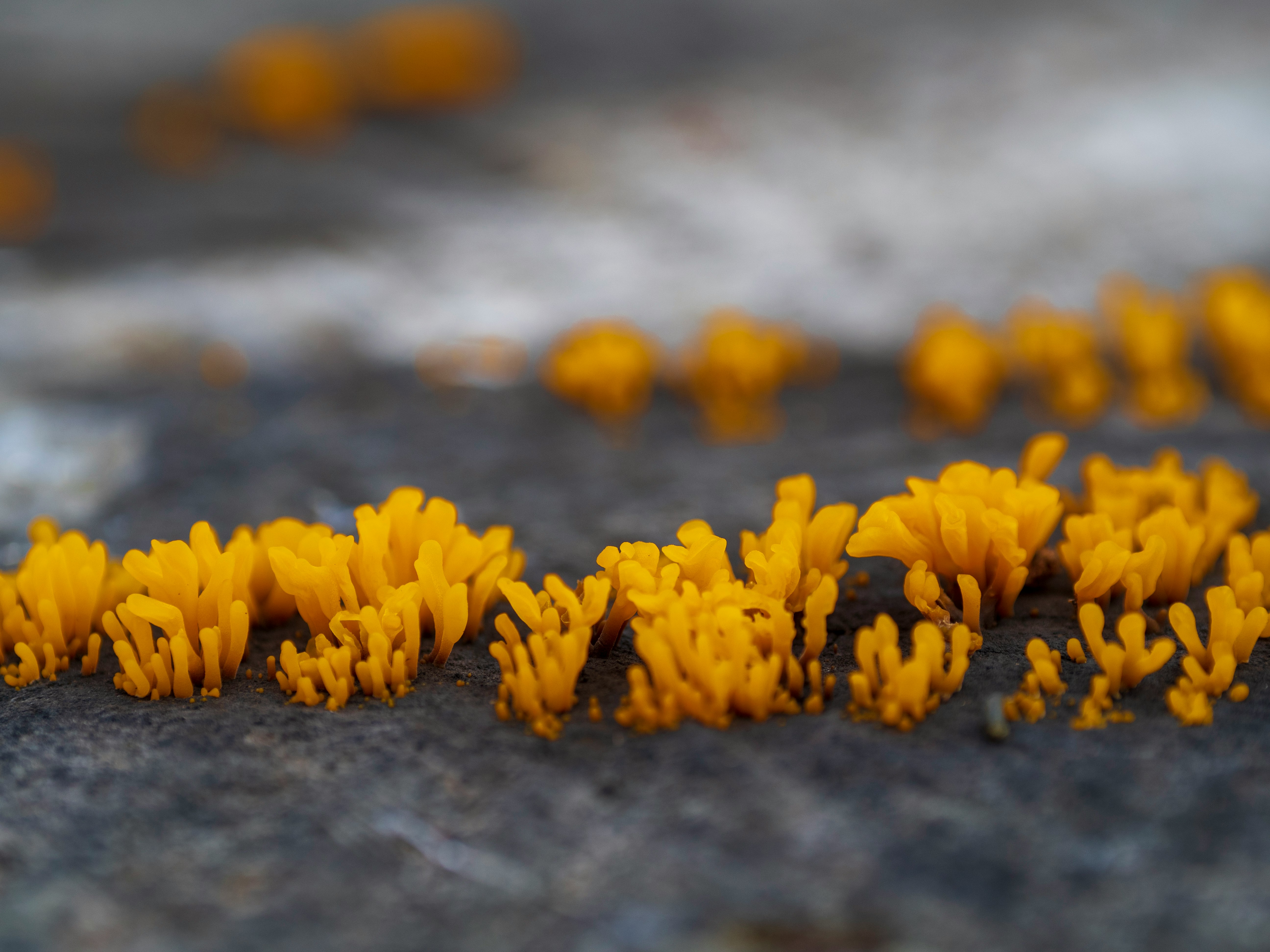 Yellow fungi growing on a rocky surface