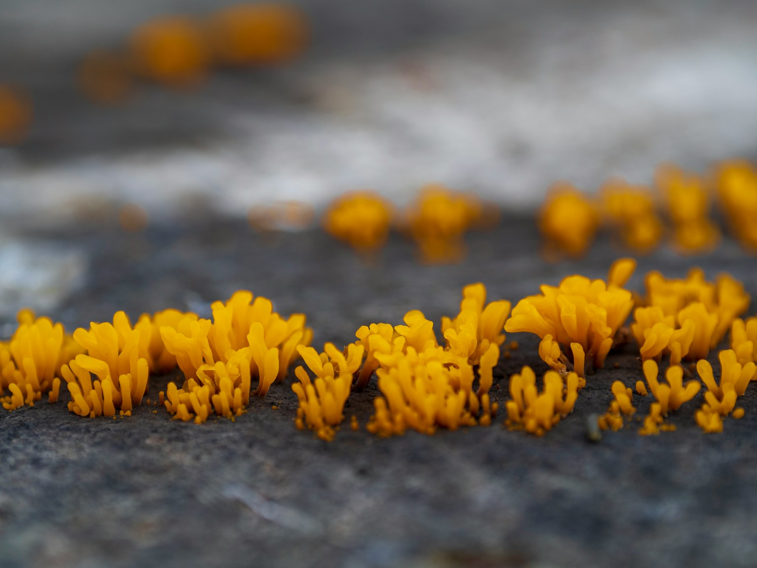 Champignons jaunes poussant sur une surface rocheuse