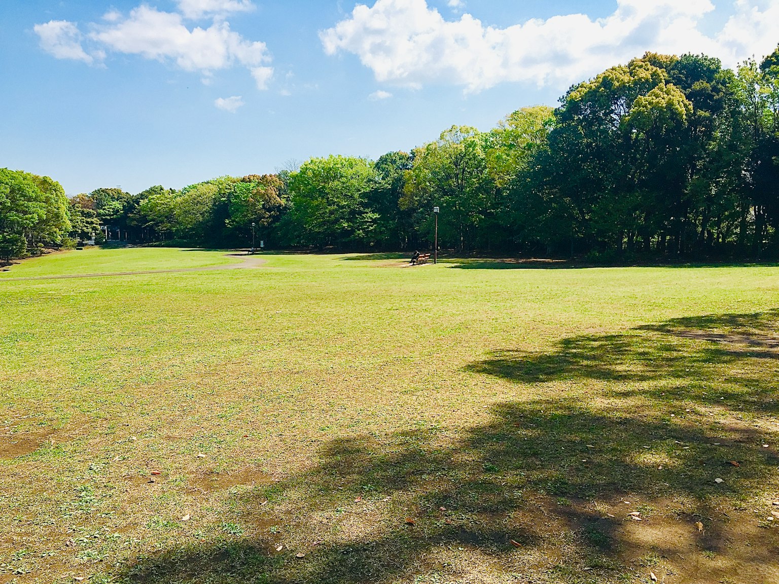 Lush green meadow with trees under a blue sky