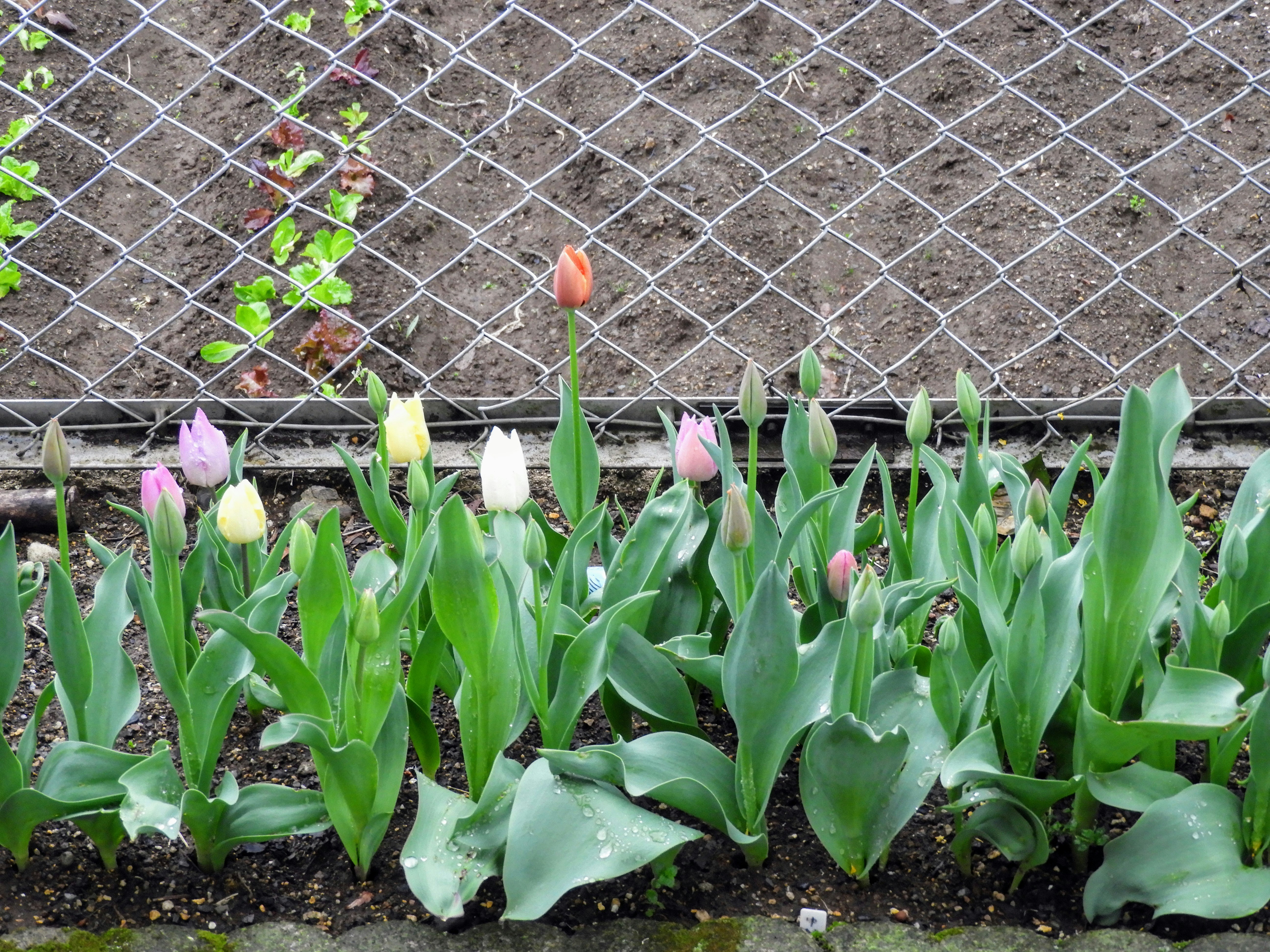 Tulip sprouts lined along a fence image