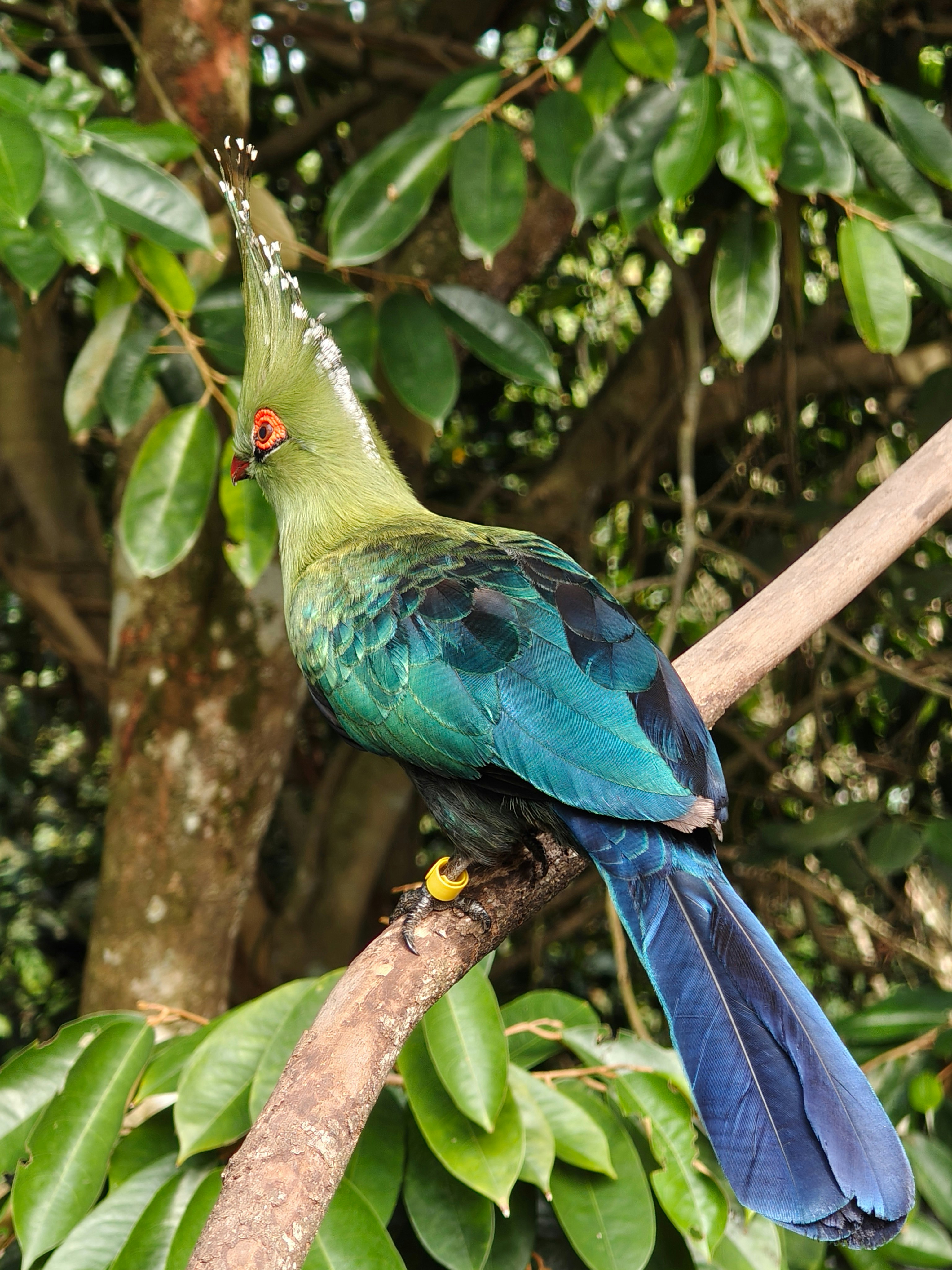 Merpati merak bertengger di dahan di taman burung