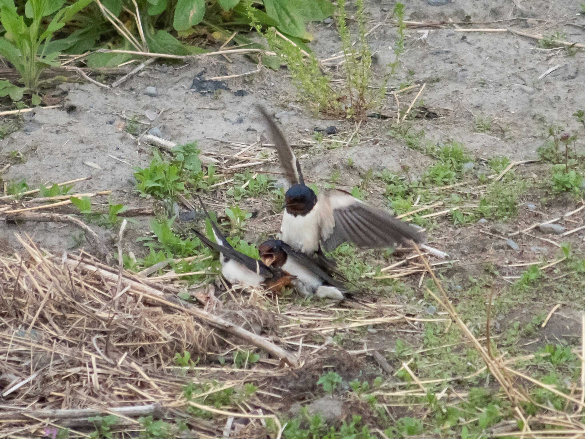 birds pecking on the ground in grassy area