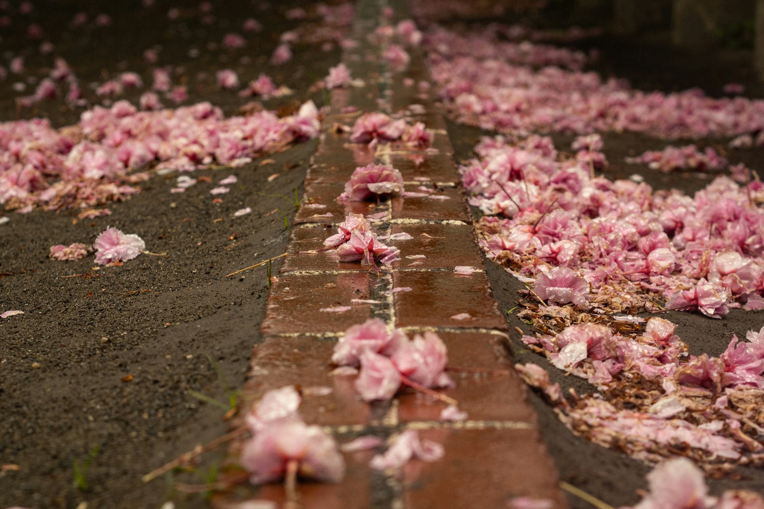 道に散らばる桜の花びらとレンガの舗装