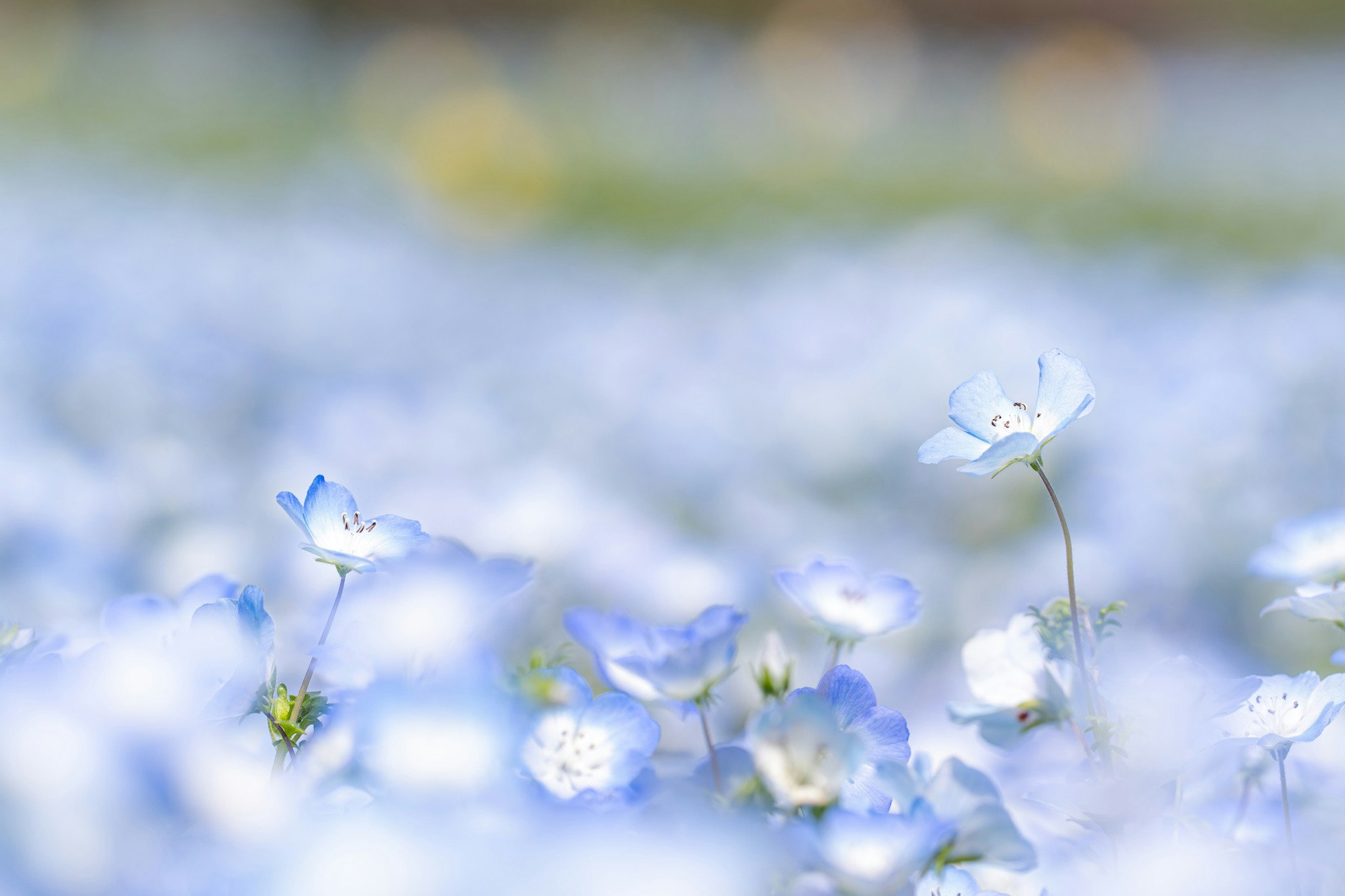 ネモフィラの花がふわりと咲く青い花畑