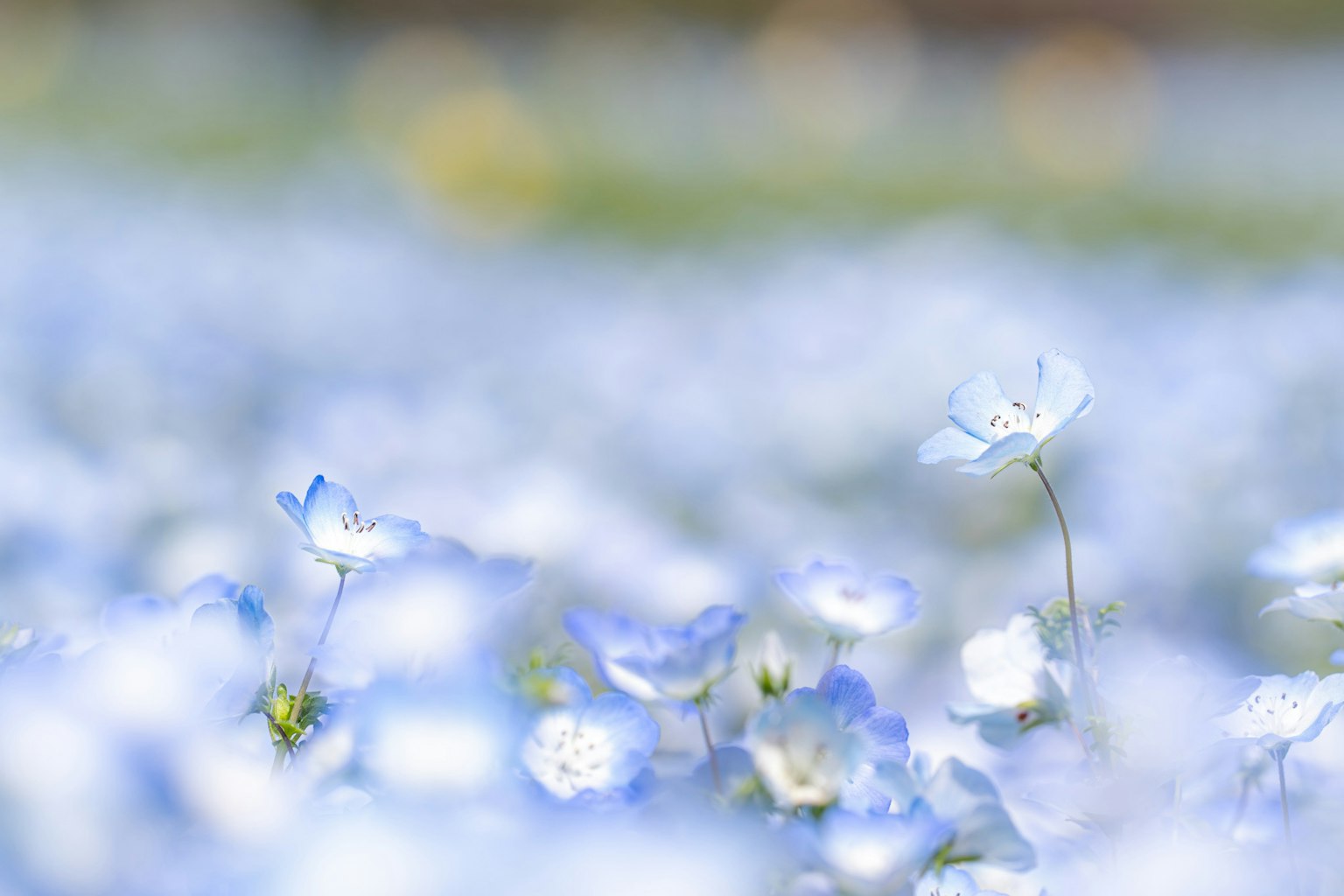 Imagen borrosa de un campo de flores azules