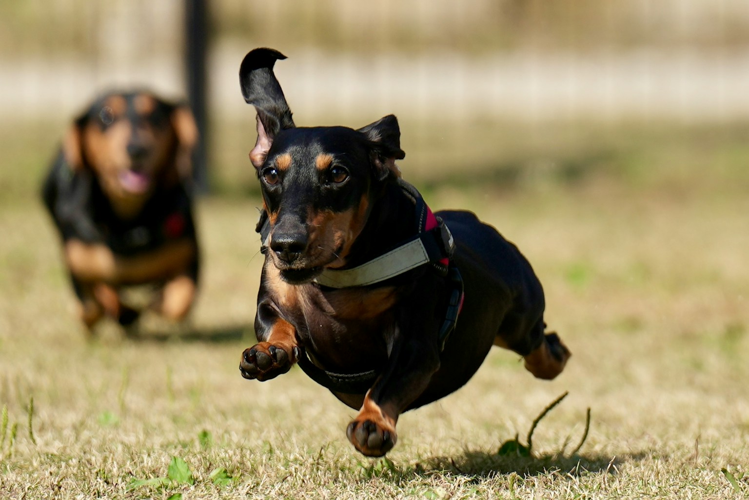 Two Dachshunds running energetically on the grass