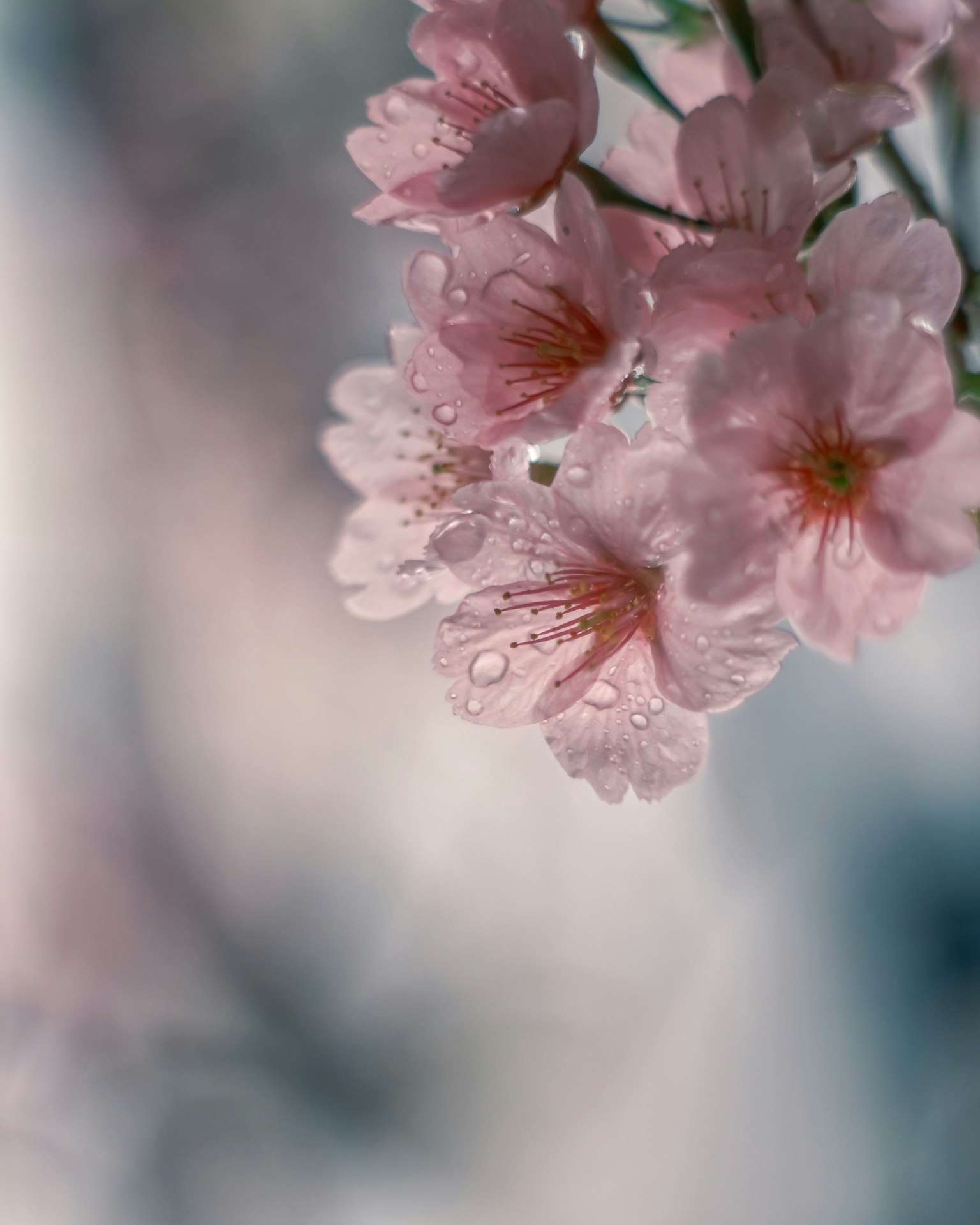 Hermosa imagen de flores de cerezo rosa pálido con gotas de agua