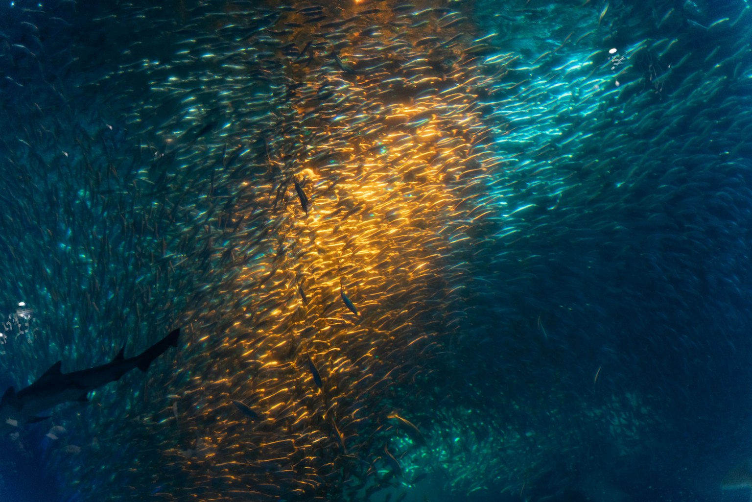School of fish swimming in blue water with orange light reflection