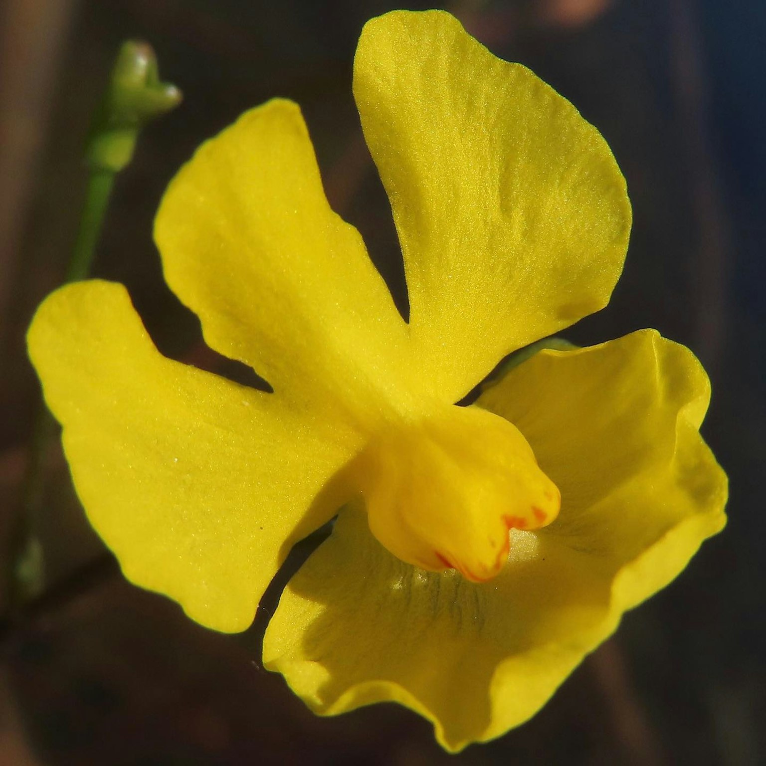 Lebhafte gelbe Orchideenblüte