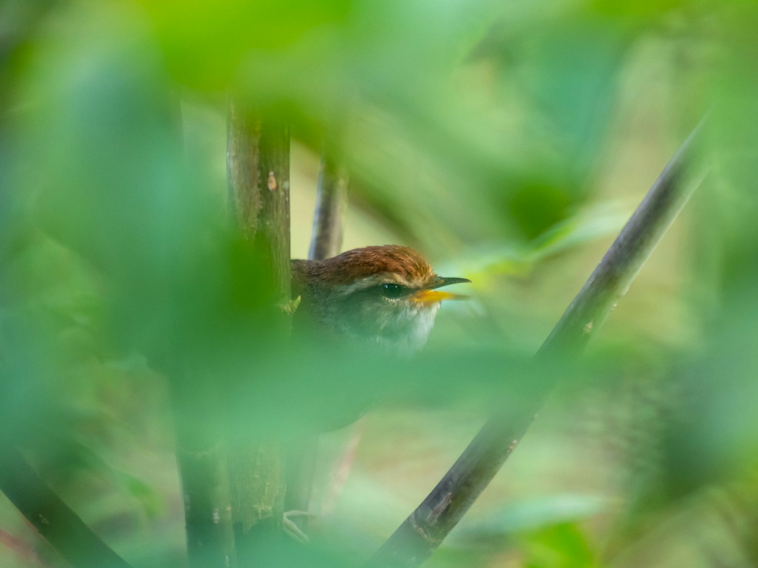 A small bird partially hidden among green leaves