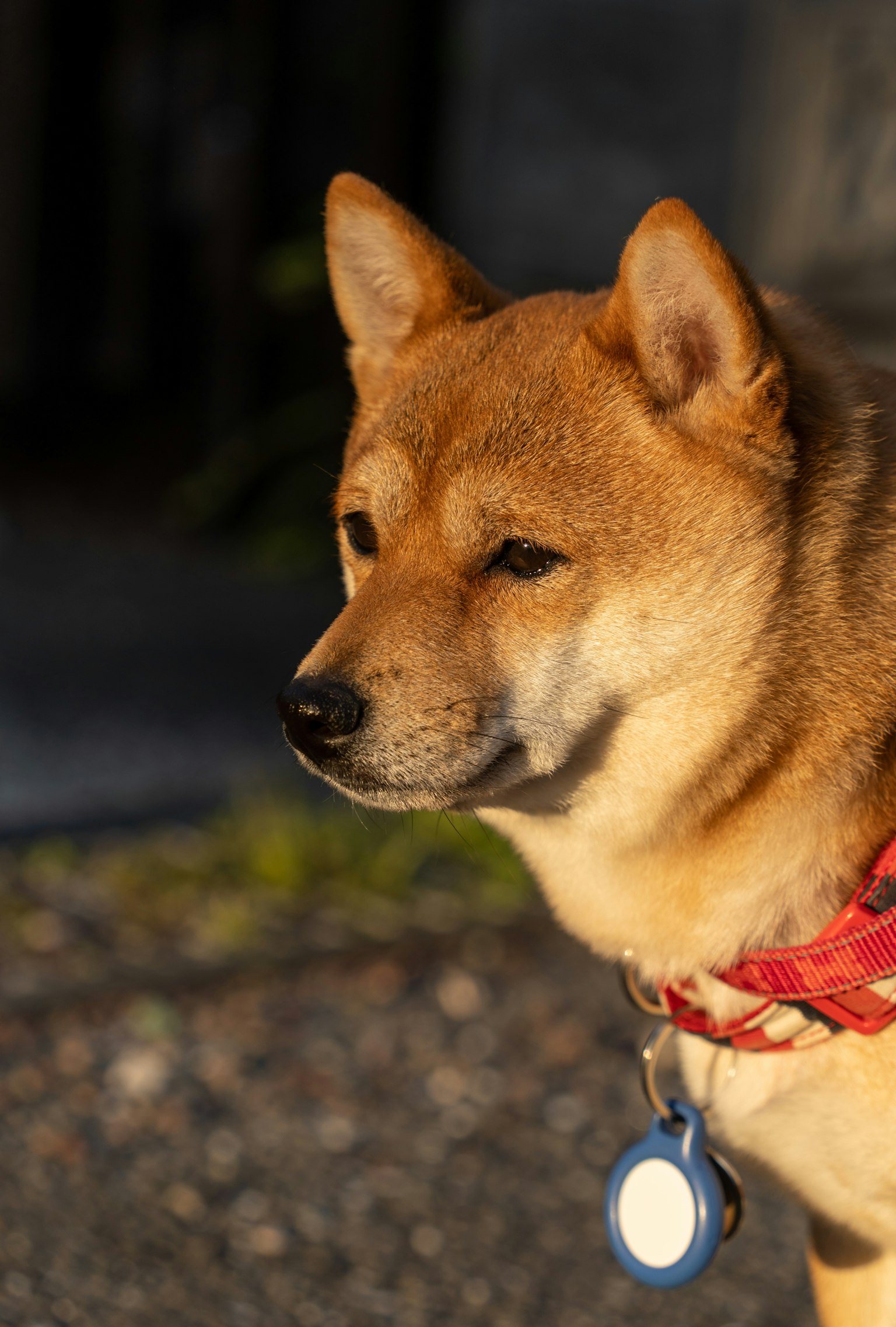 夕陽下的柴犬側頭看著