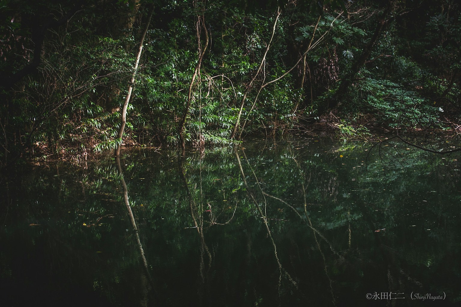 静かな水面に映る木々の反射と緑の葉
