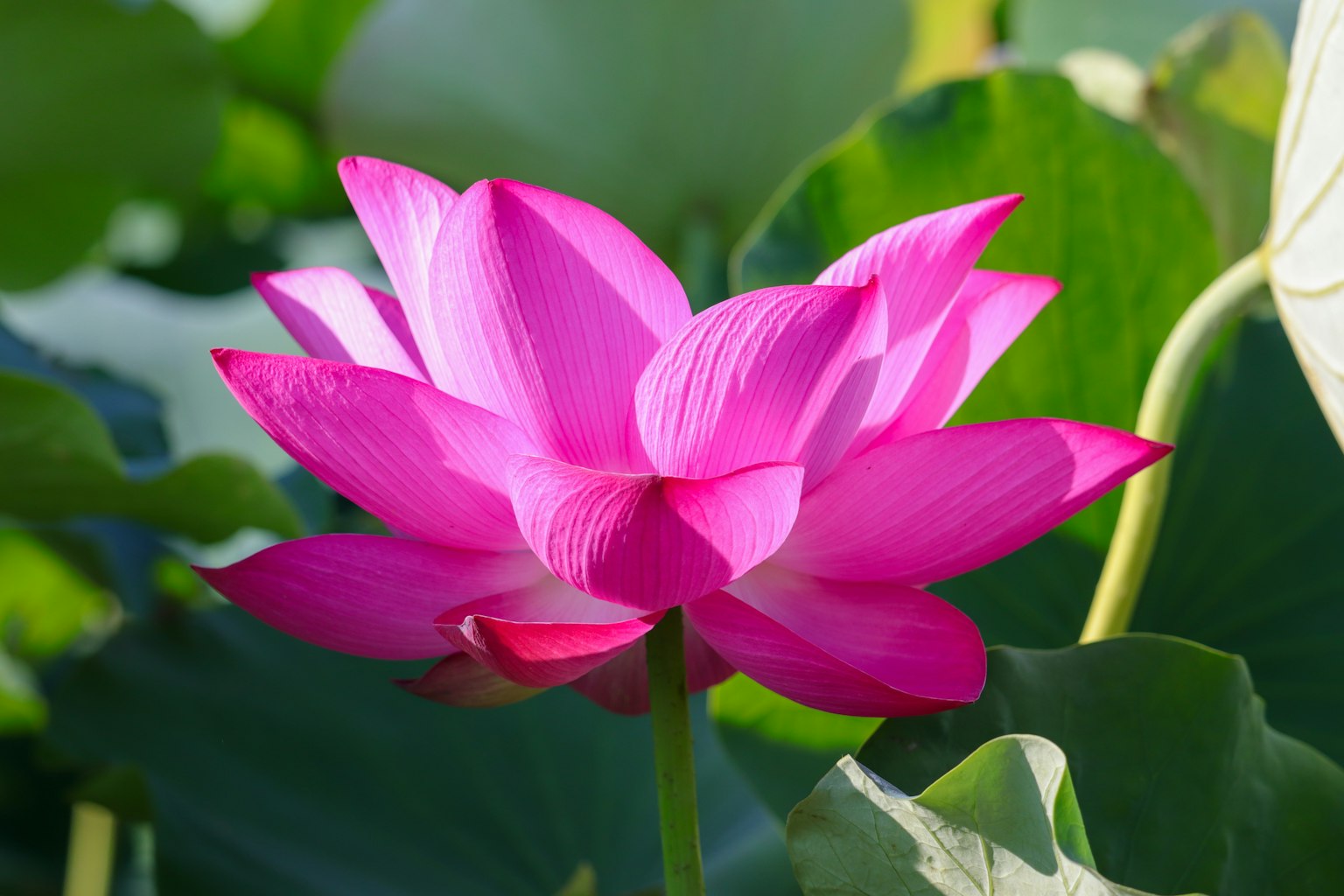 푸른 잎 사이에서 피어나는 아름다운 분홍색 연꽃