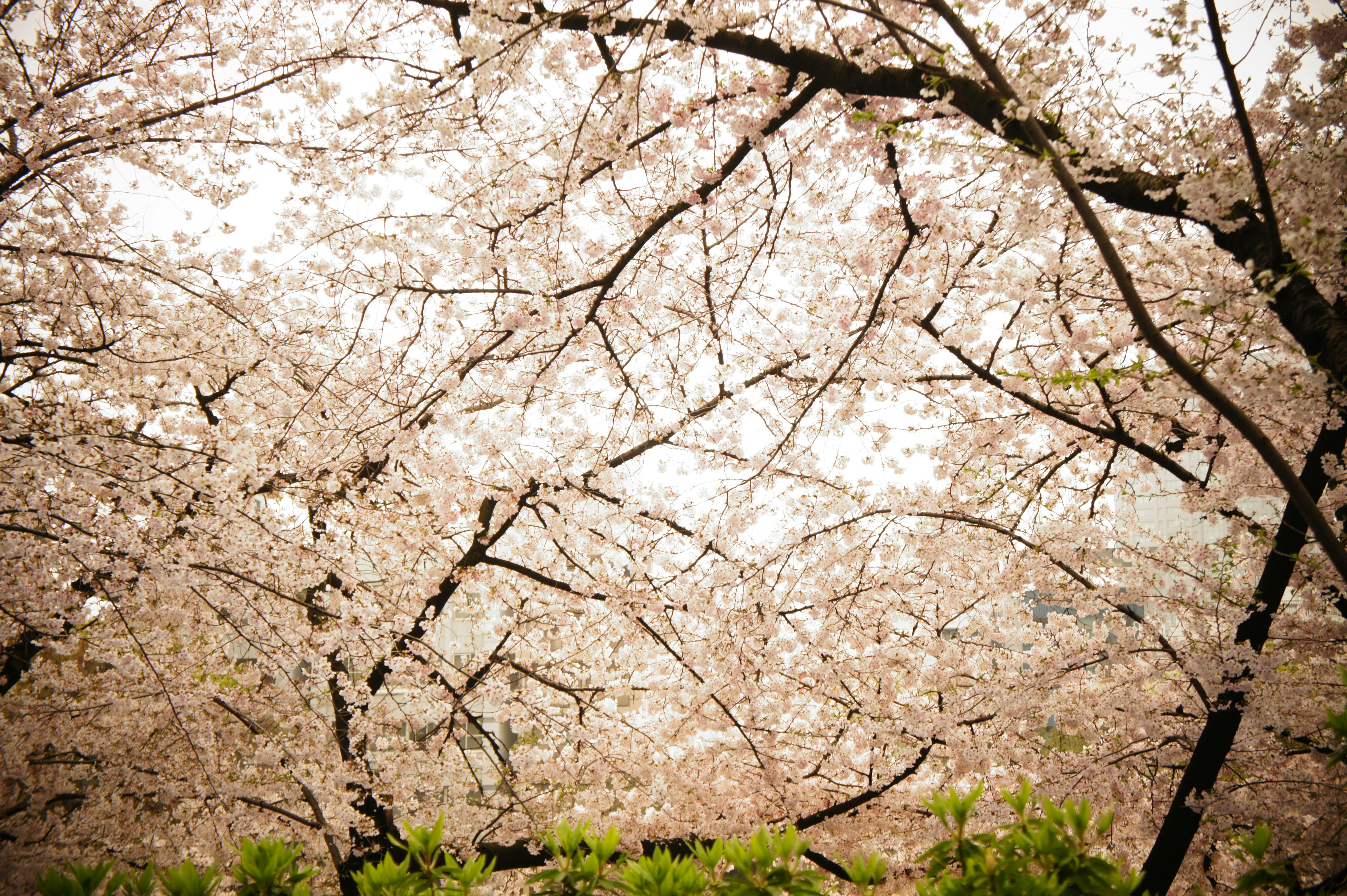 arch of cherry blossom branches in bloom