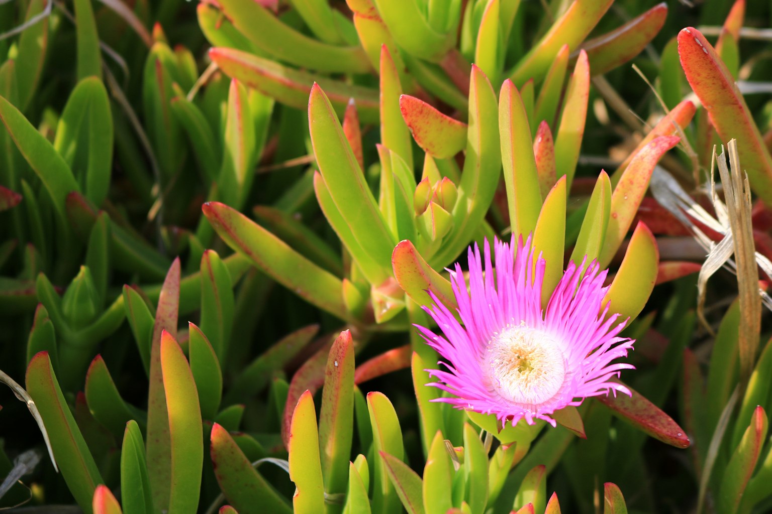 Primo piano di una pianta con foglie verdi e un fiore rosa
