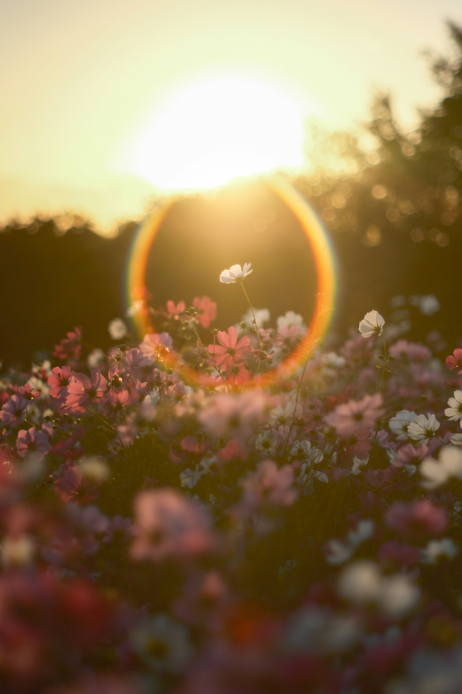 夕日を背景にした色とりどりの花々のフィールド
