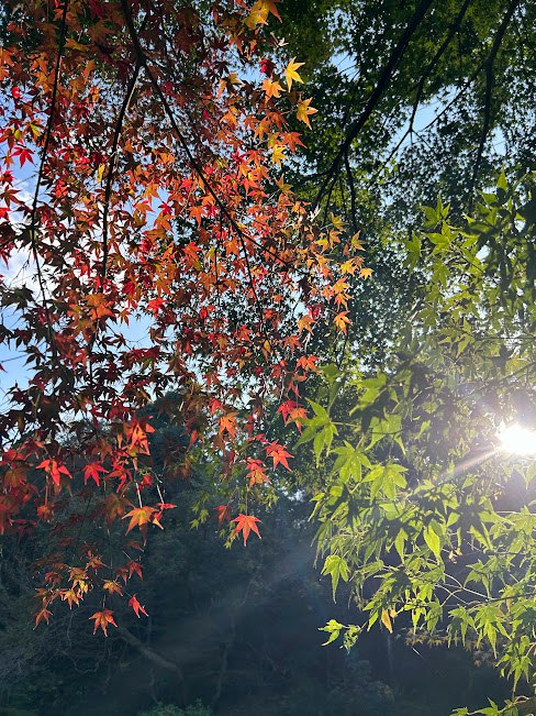 紅葉の葉が木々の間に揺れる秋の光景
